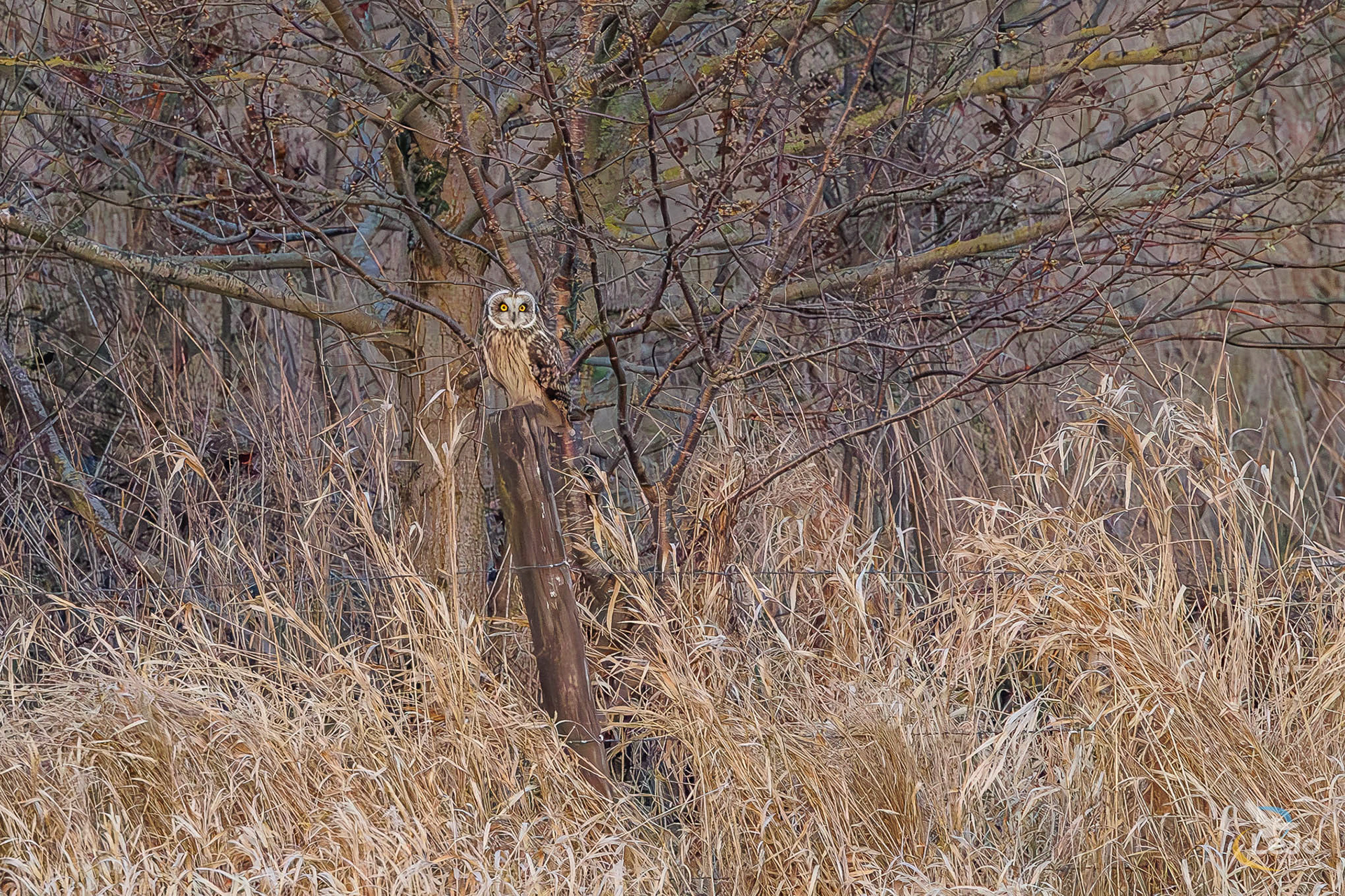 Velduil 3 - Langemeersen - Wortegem-Petegem