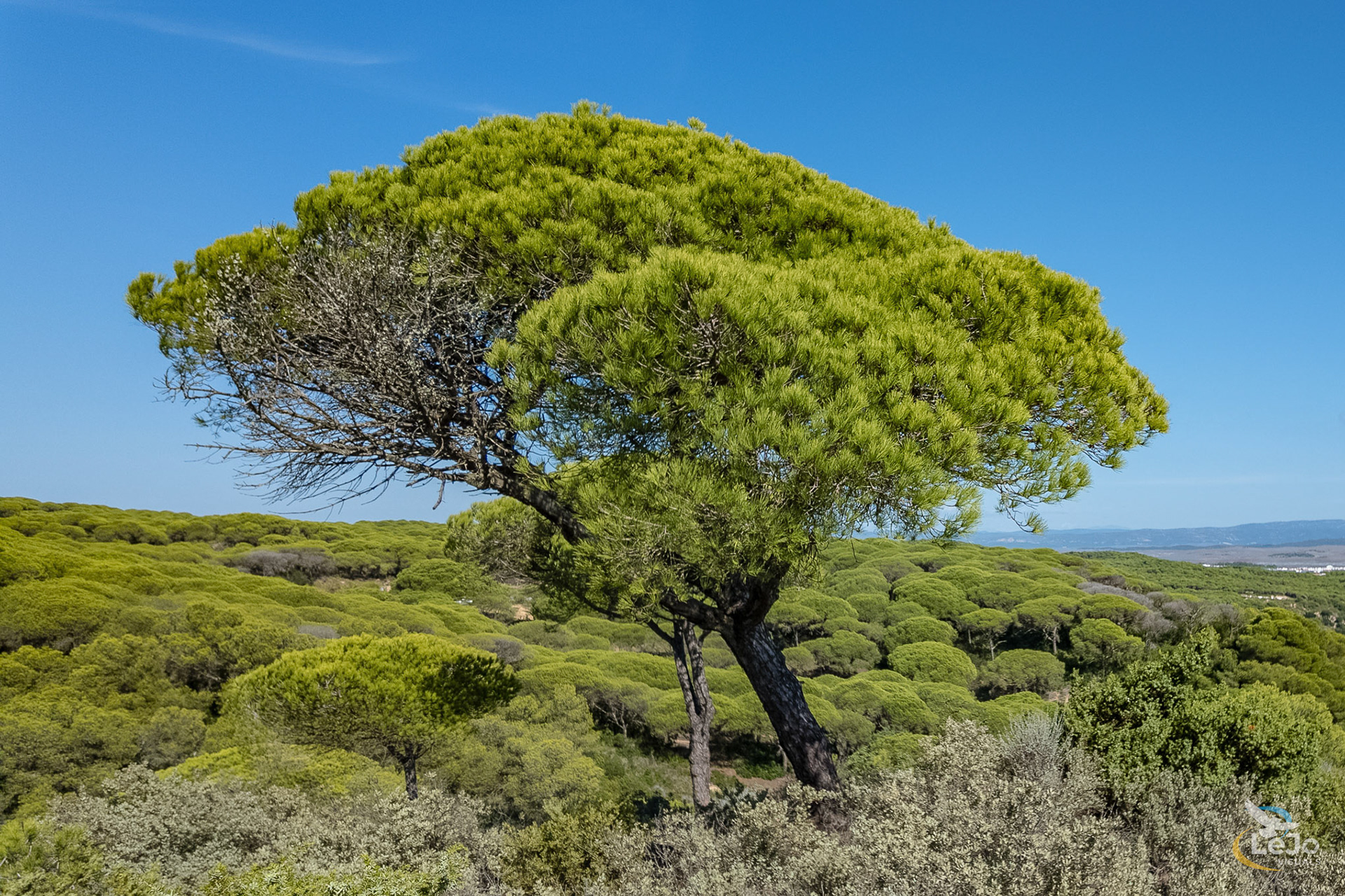 Pijnboom - Cadiz - Spanje