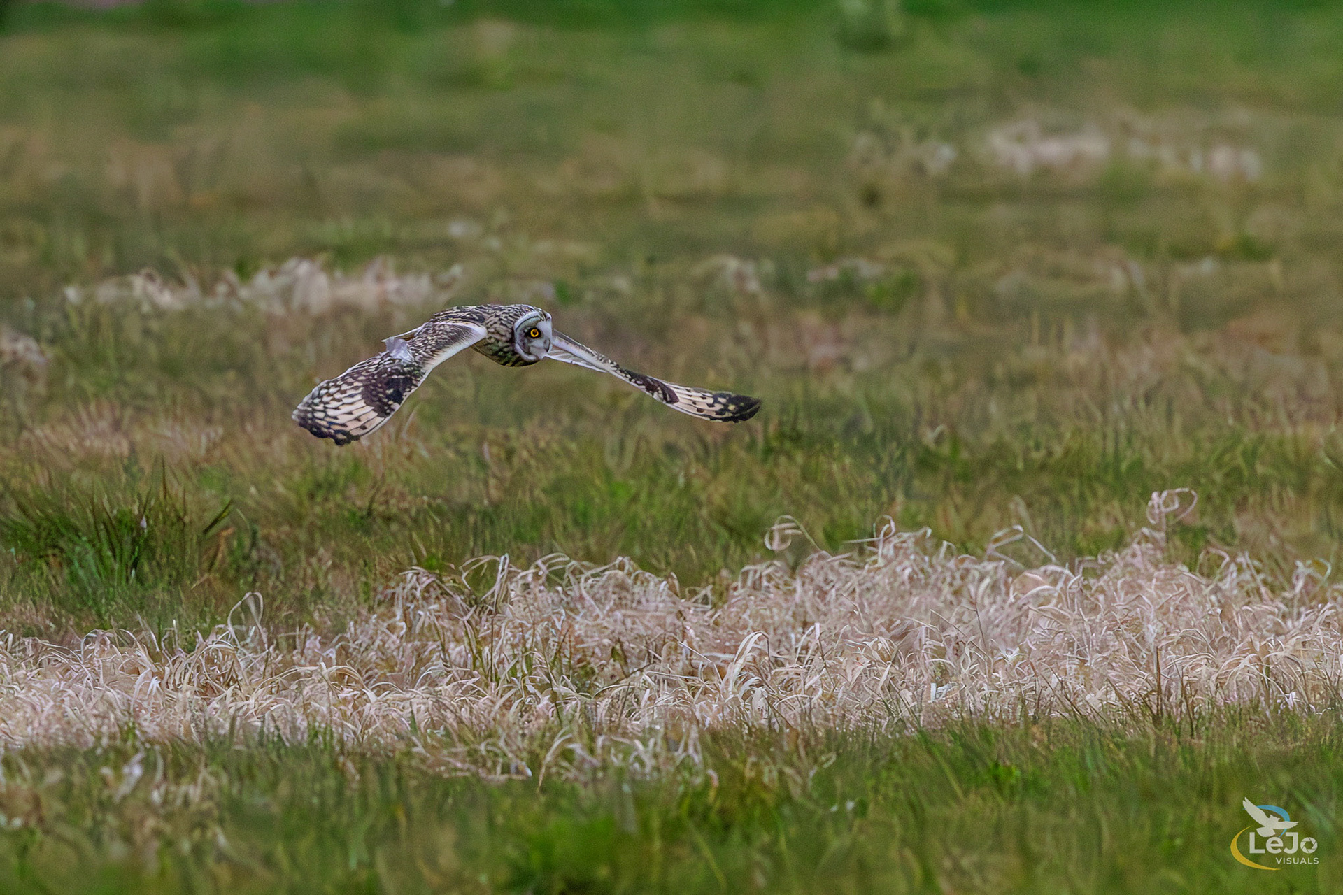 Velduil 2 - Langemeersen - Wortegem-Petegem