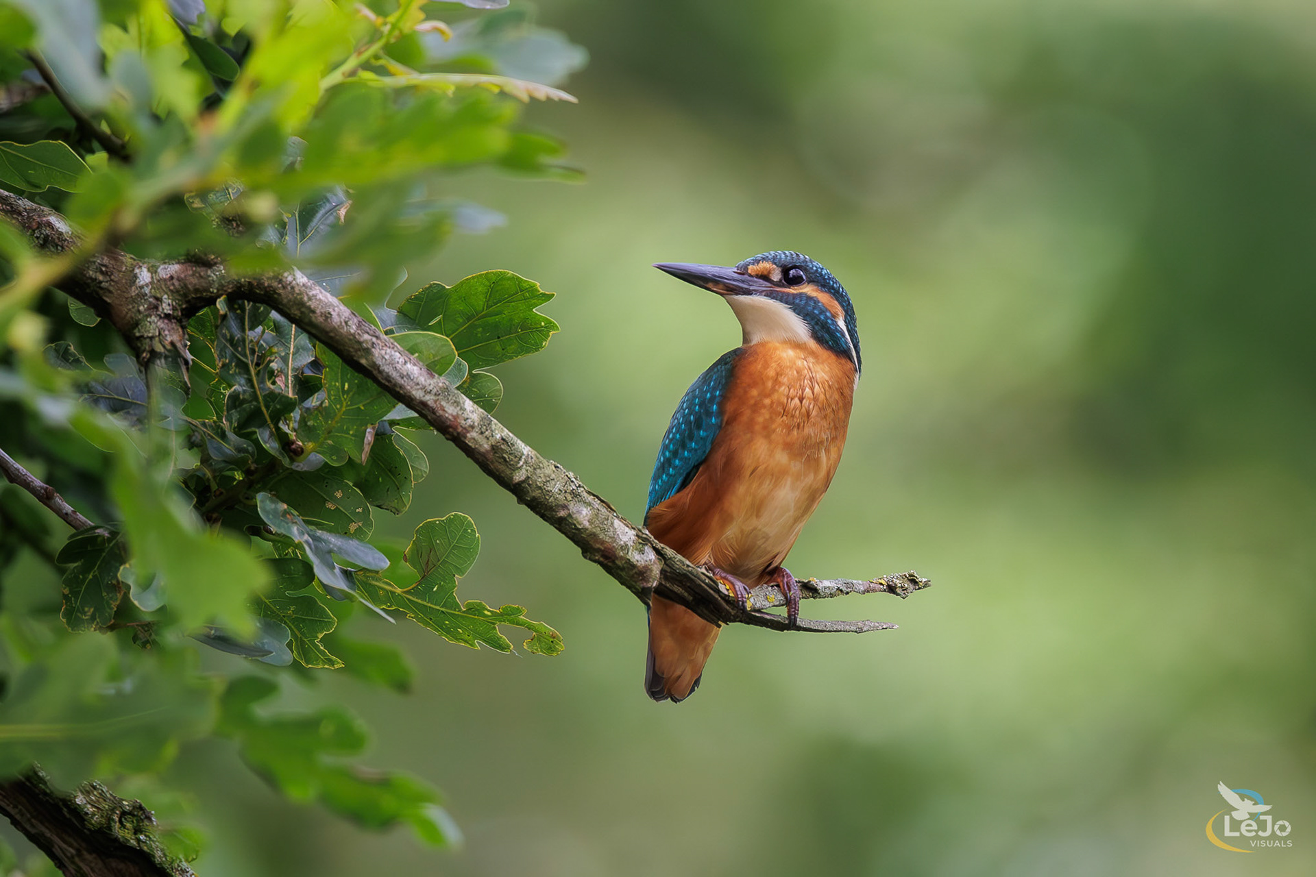 IJsvogel 1 - vogelhut - Kalmhout