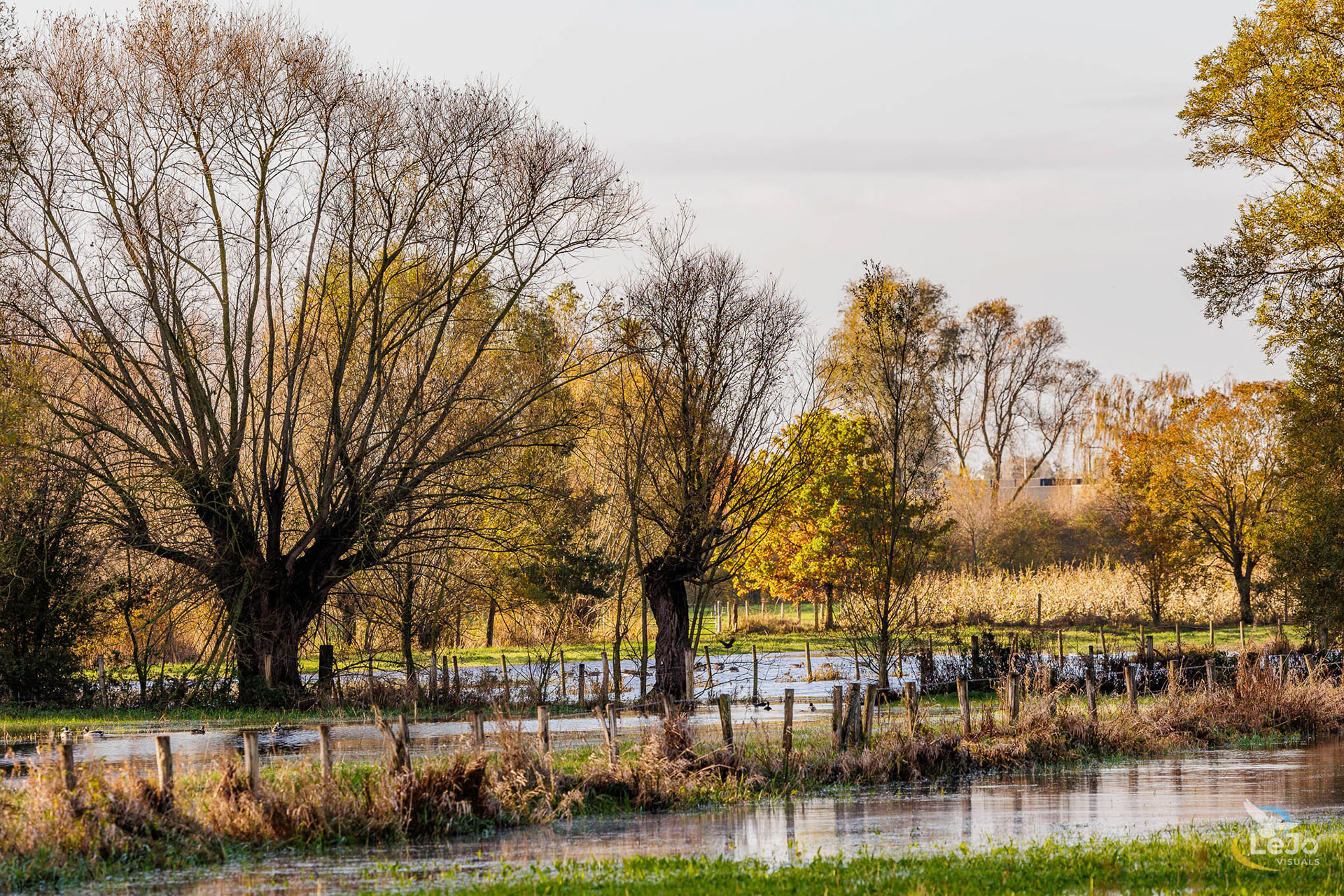 Herfst aan de Oude Scheldearm - Kerkhove - Avelgem