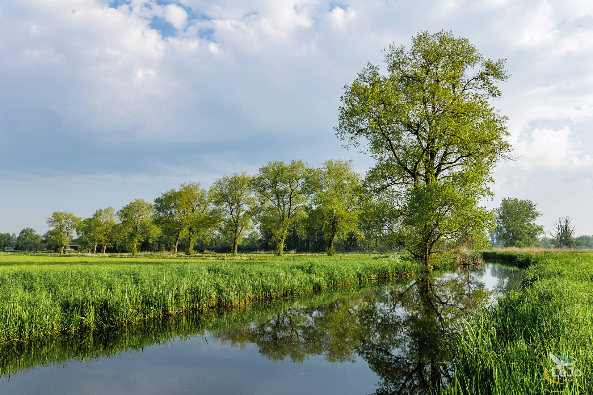 Populierenrij weerspiegelen - Langemeersen - Oudenaarde-