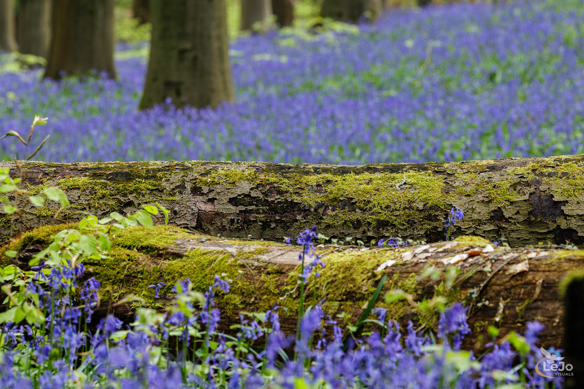 Boshyacinten - Brakelbos - Brakel