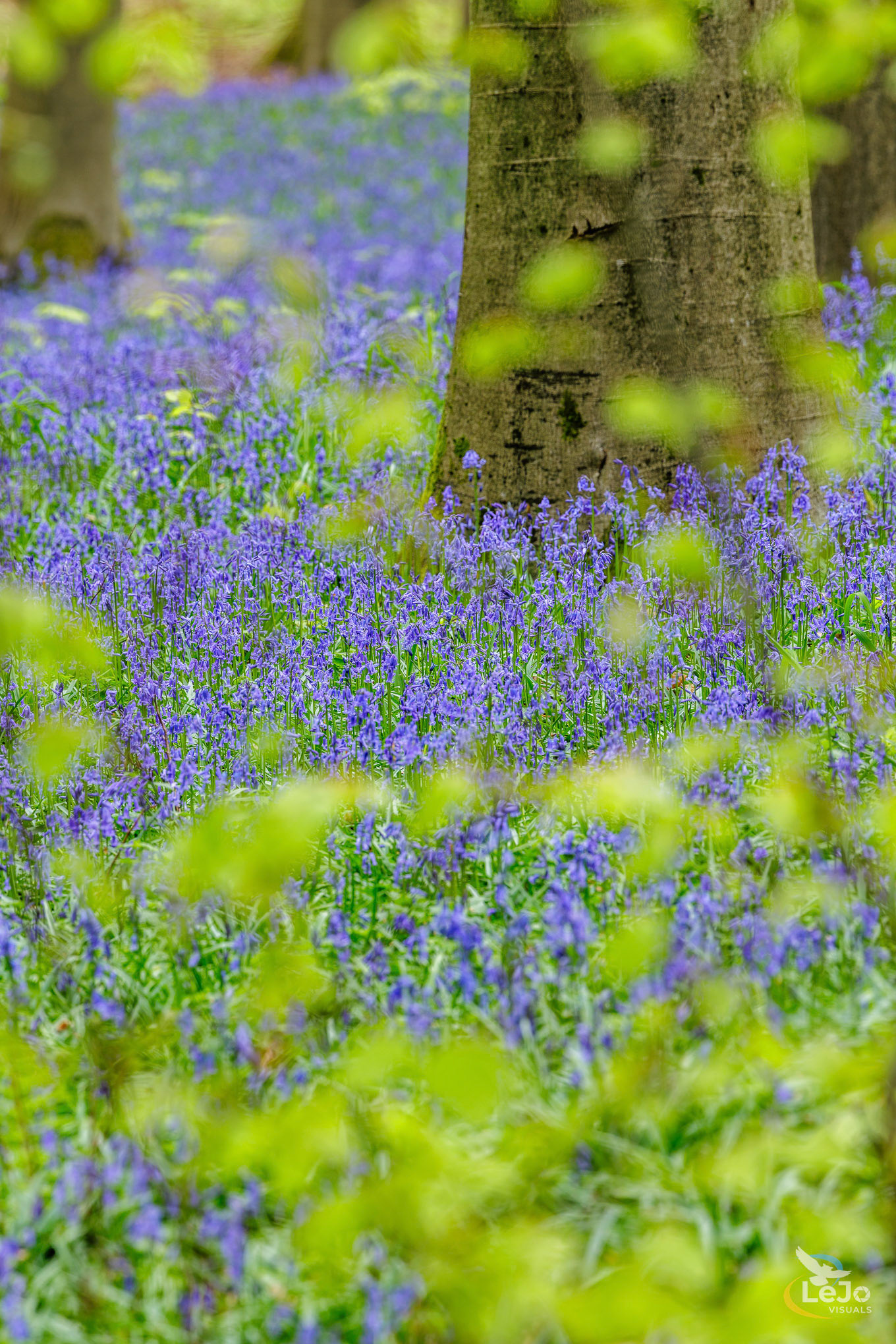 Pad geflankeerd door boshyacinten door lentefis gebladerte - Brakelbos - Brakel