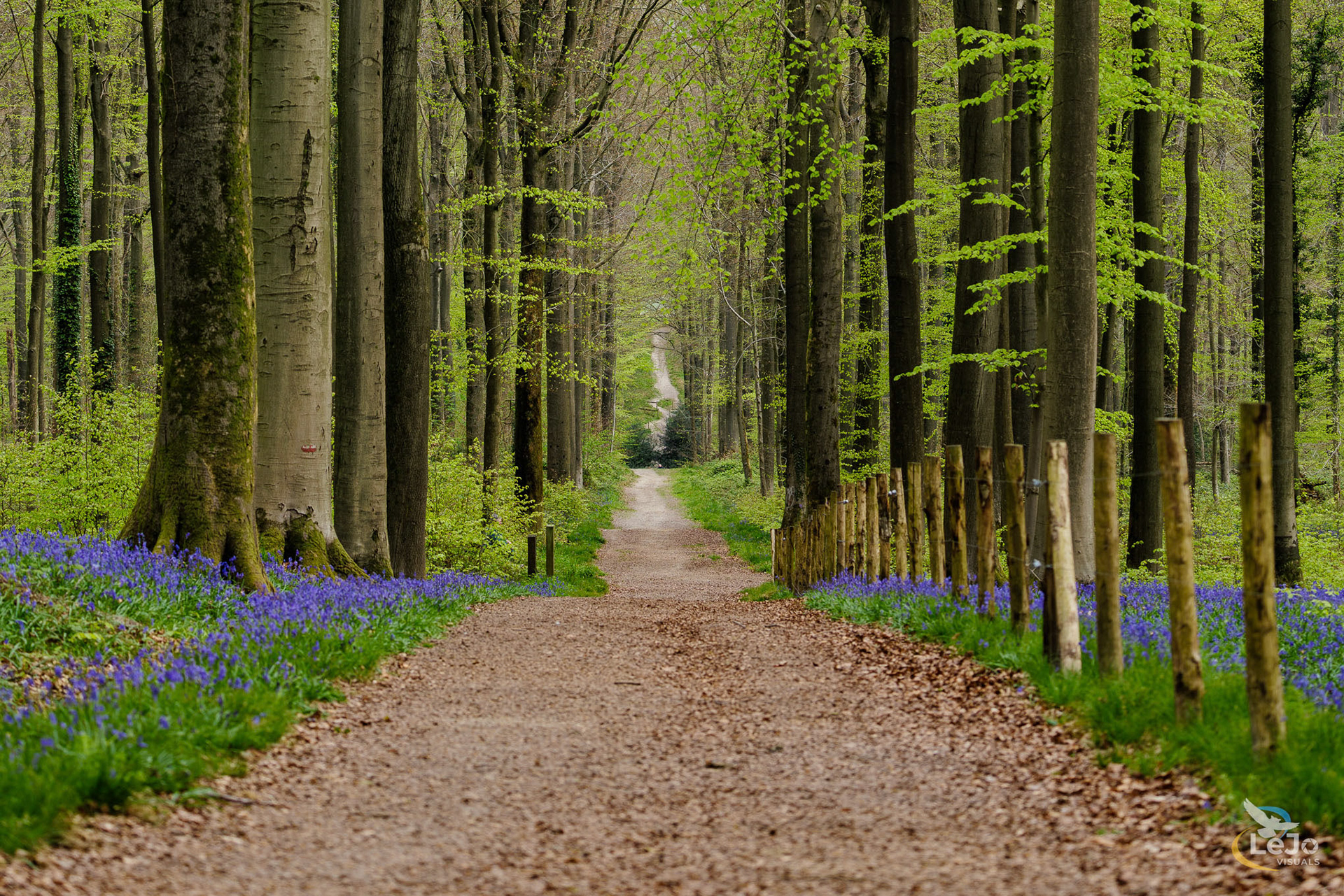 Wandelpad omgeven door boshyacinten (landscape) - Brakelbos - Brakel