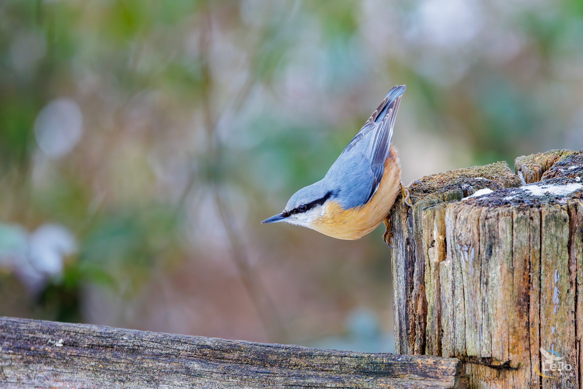 Boomklever - De Wijers - Zonhoven