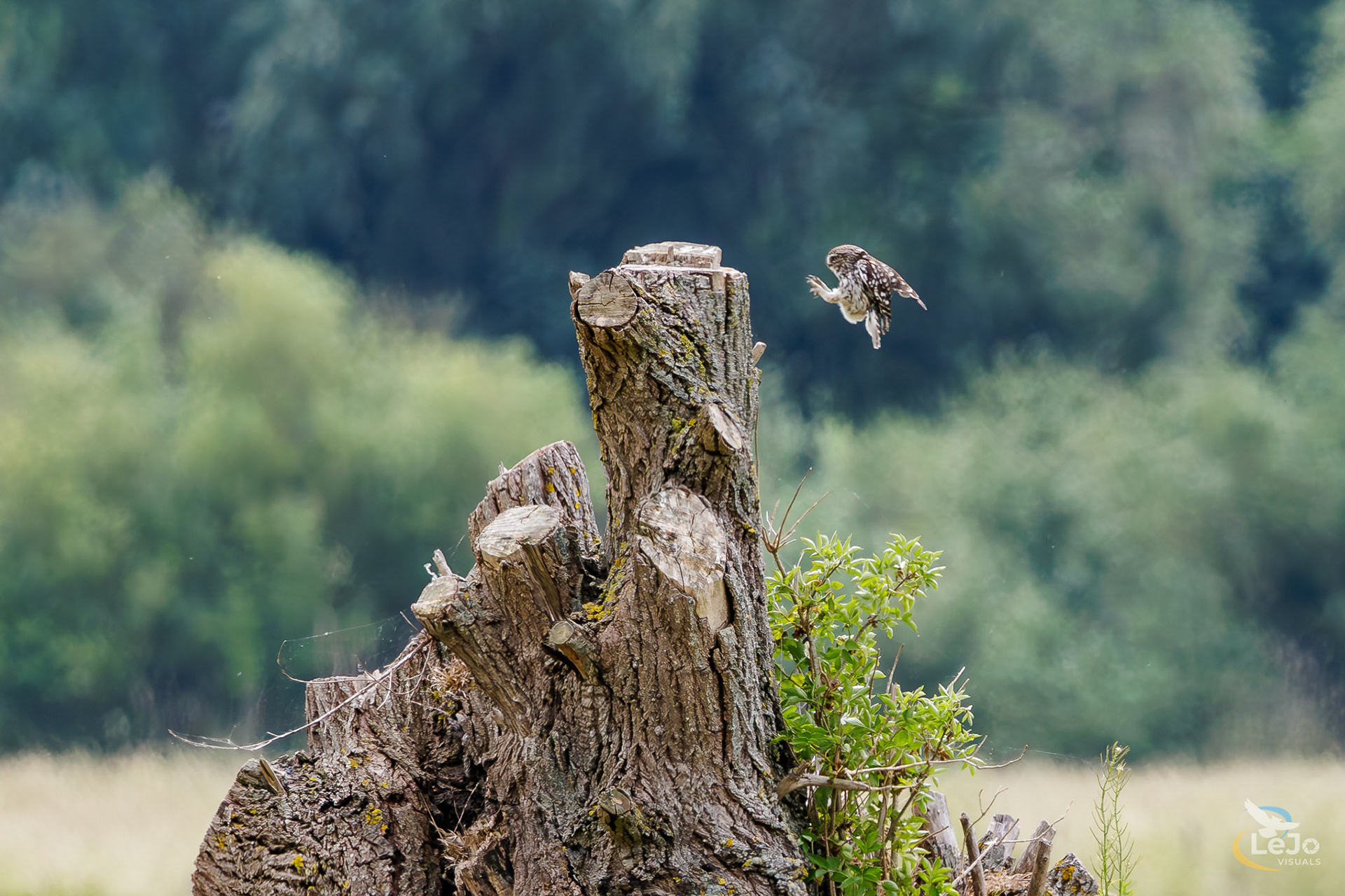 Steenuil landt op knotwilg - Langemeersen - Wortegem-Petegem