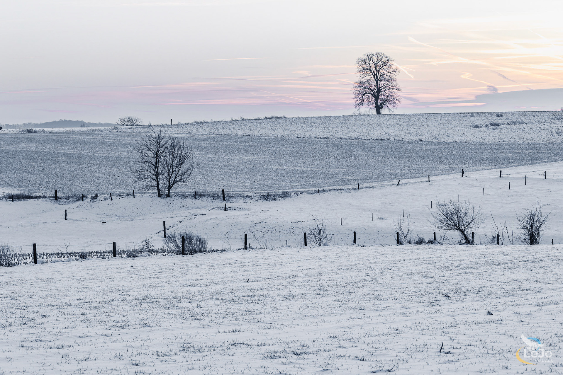 Sneeuwlandschap met zicht op linde - Tenhole - Maarkedal