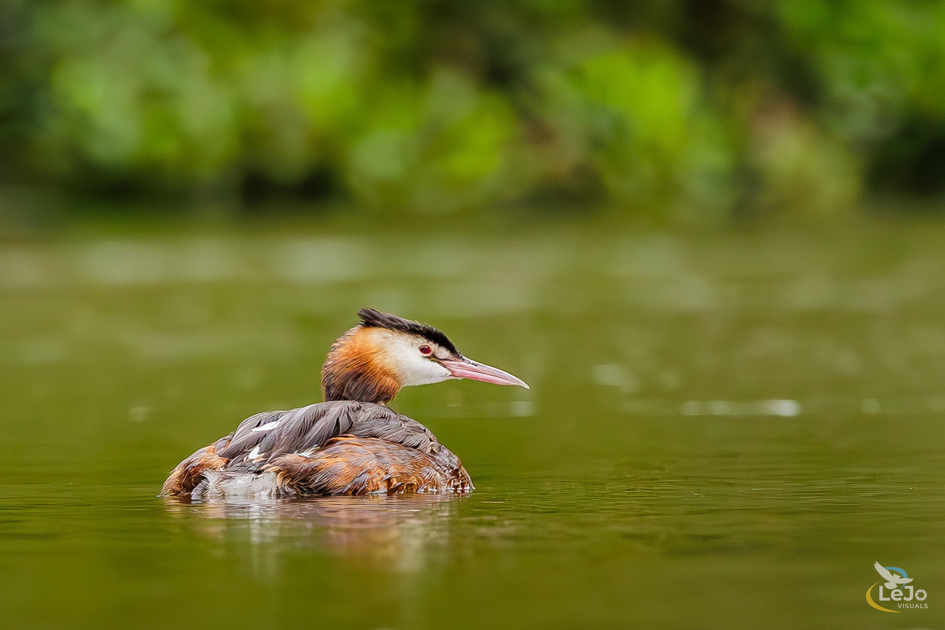 Fuut - Bourgoyen-Ossemeersen - Gent