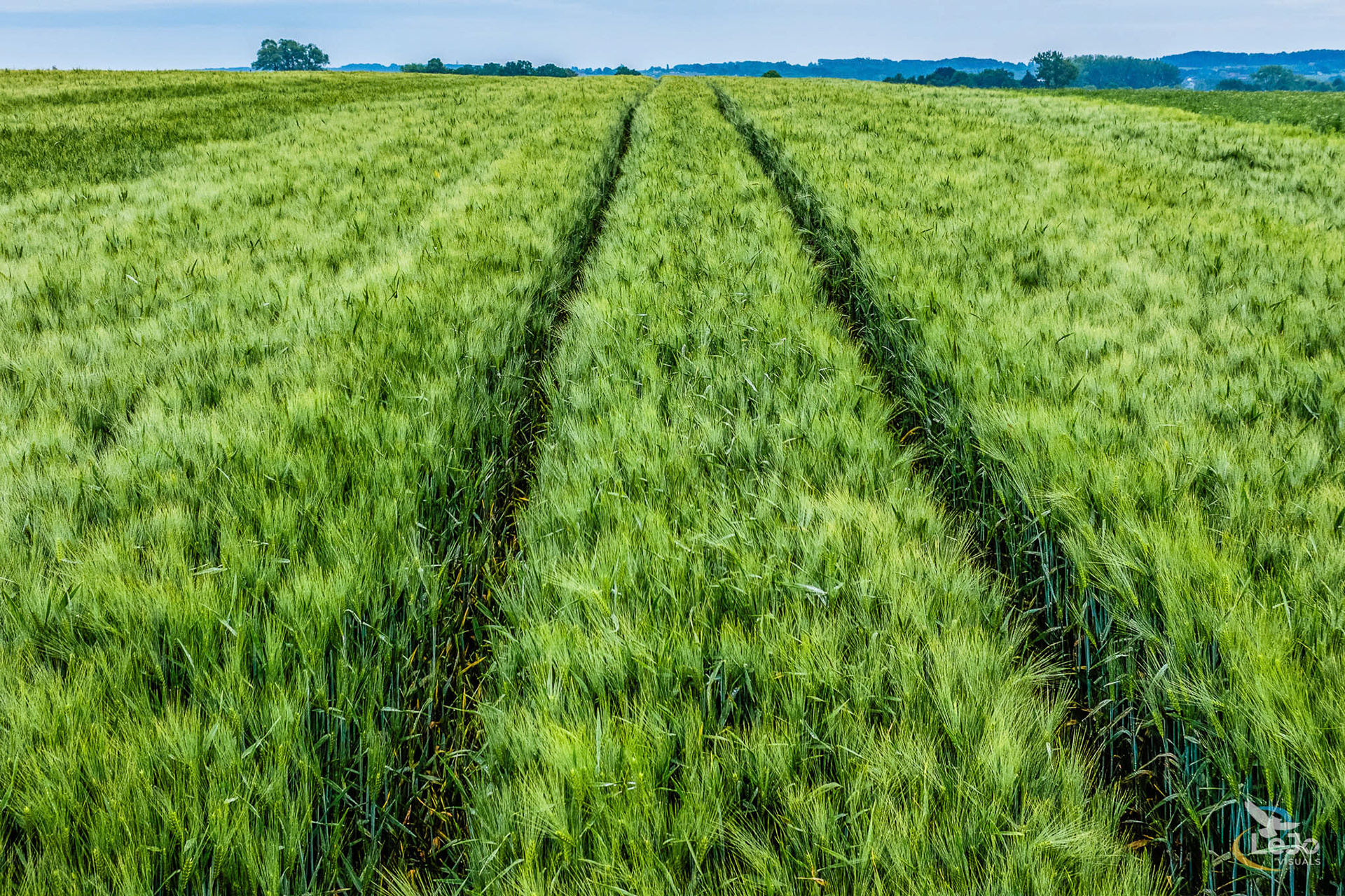 Korenveld - Maarkedal