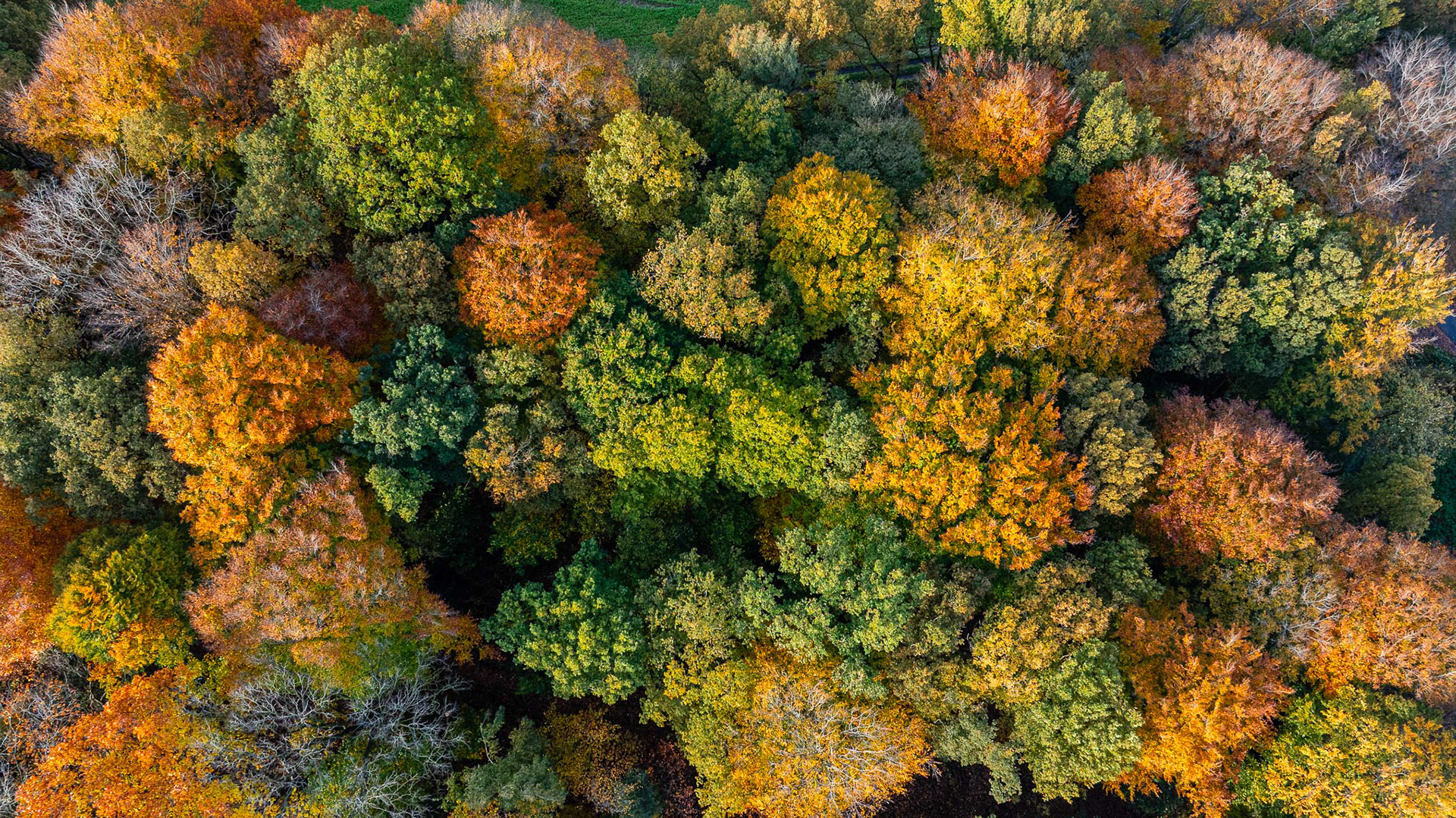Hotondbos in herfstkleuren - Ronse