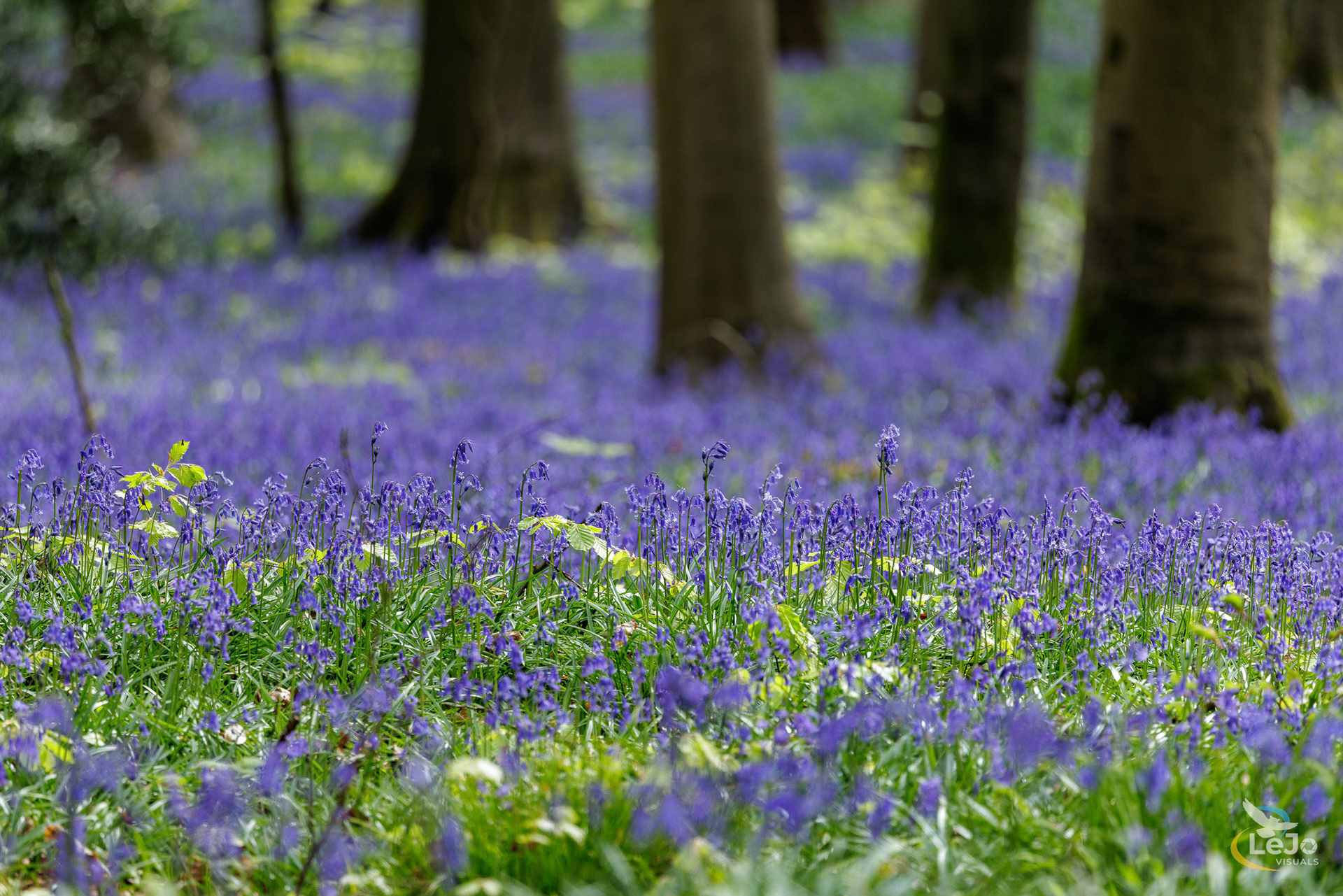 Tapijt boshyacinten - Brakelbos - Brakel