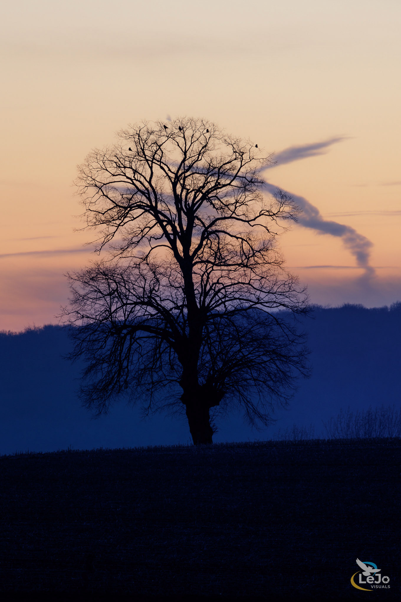 Linde in winter - Tenhole - Maarkedal