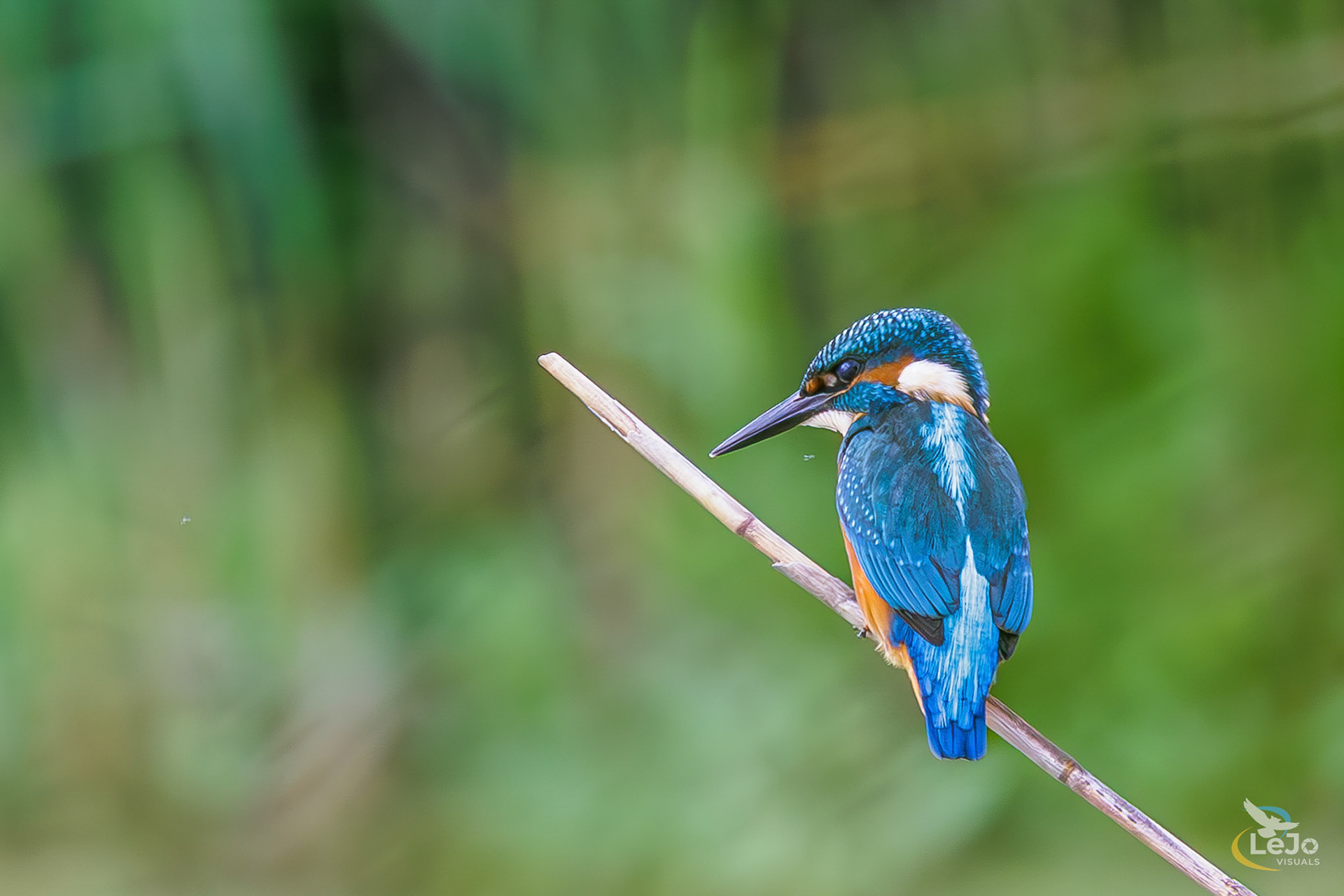 IJsvogel - Oude Scheldearm - Avelgem