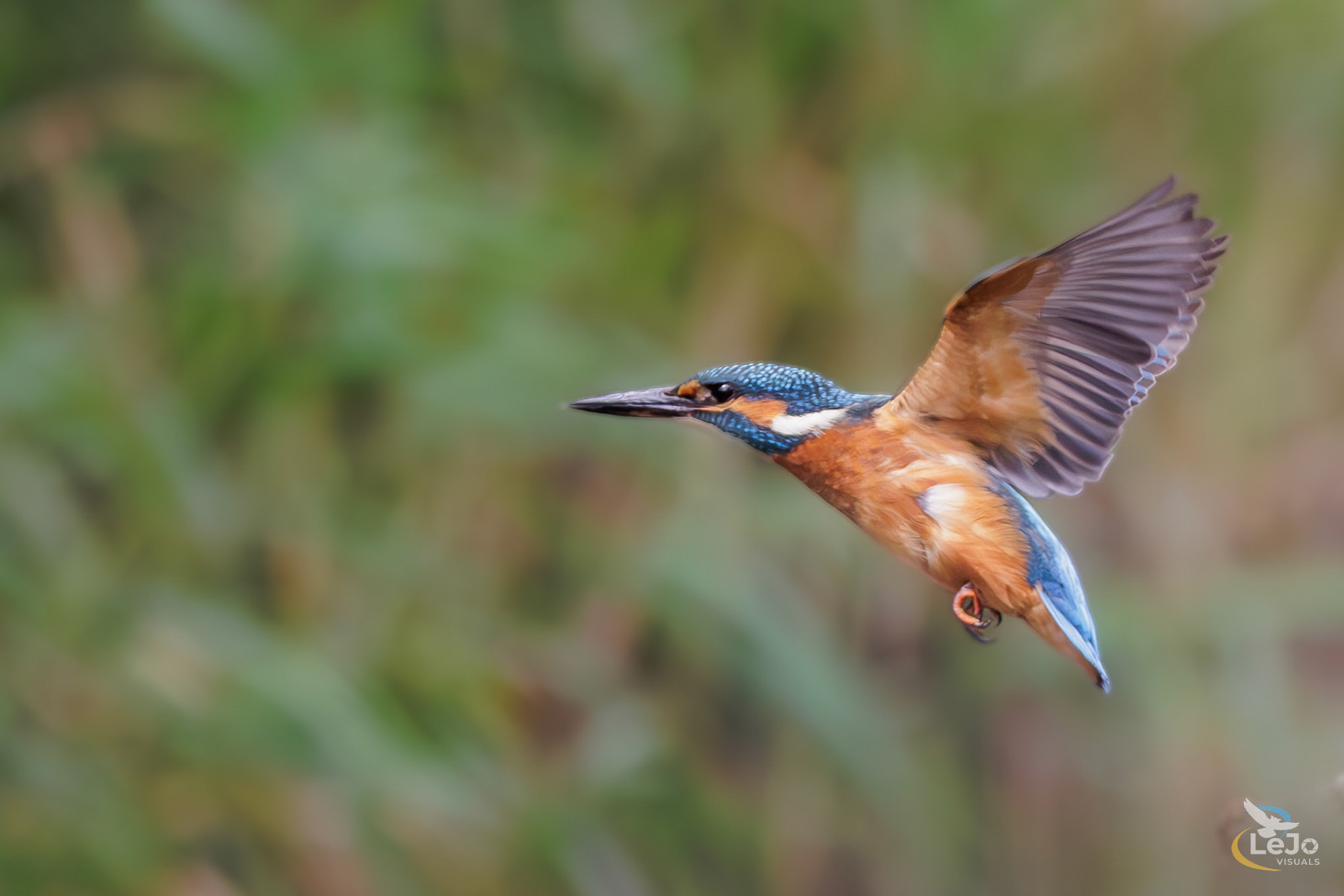 IJsvogel in vlucht - vogelhut - Kalmhout