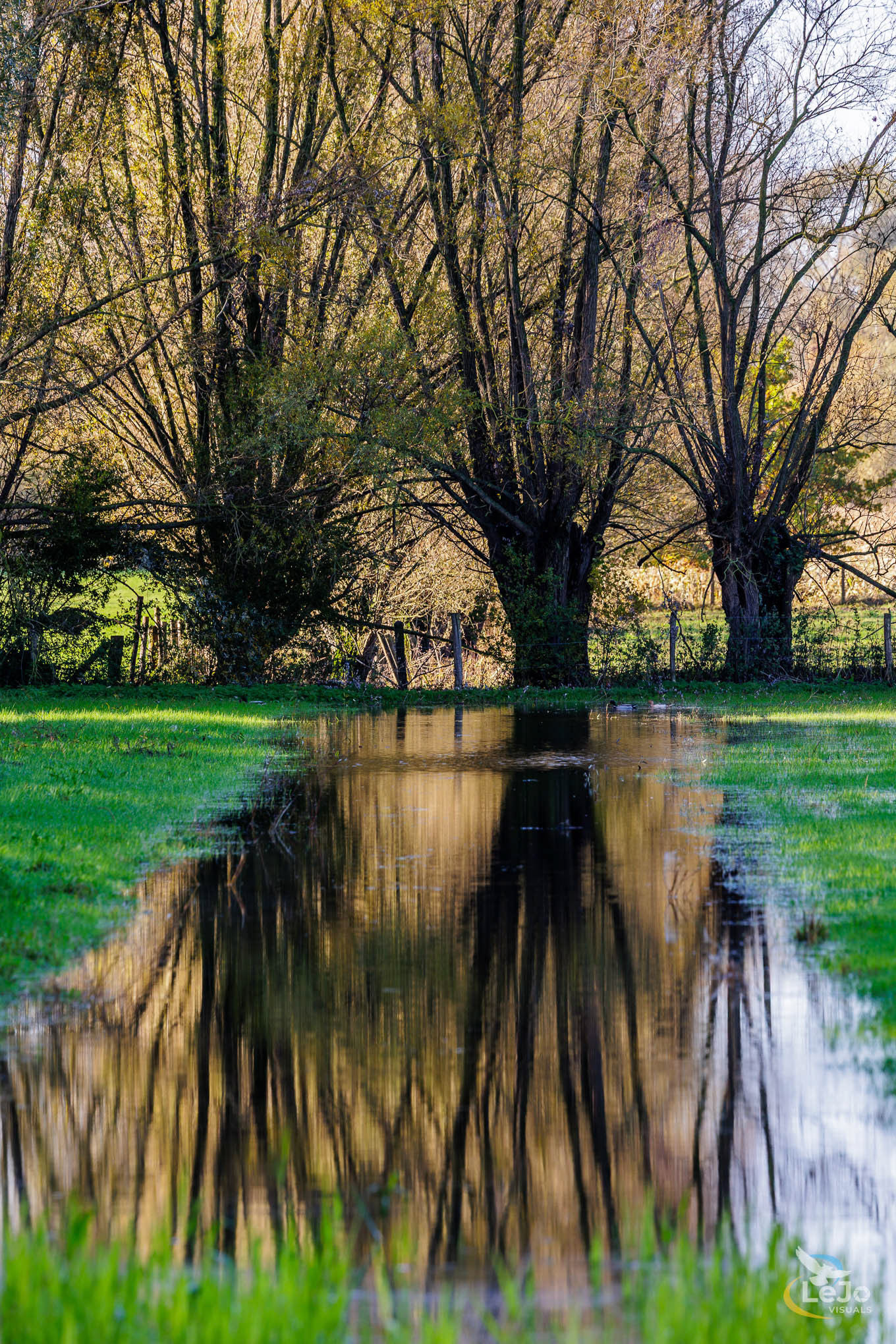 Weerspiegeling in de Oude Scheldearm - Kerkhove - Avelgem