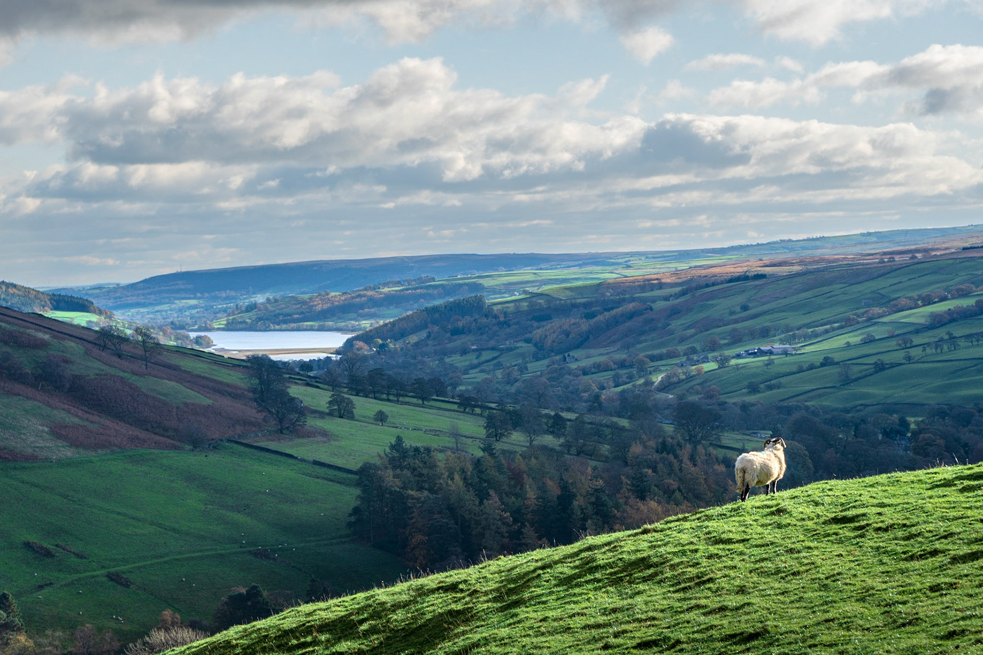 A052 - Gouthwaite Reservoir Sheep