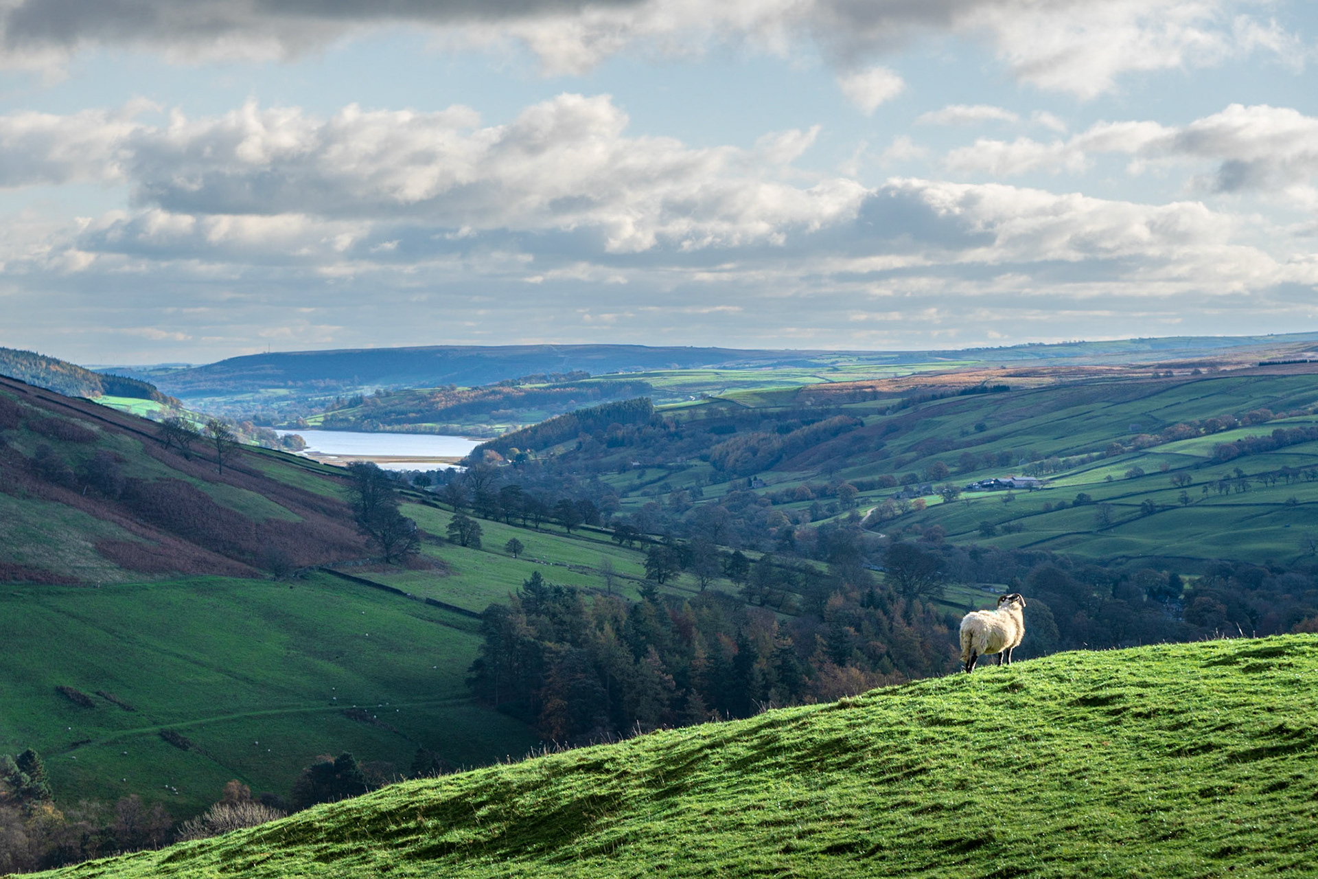 A052 - Gouthwaite Reservoir Sheep