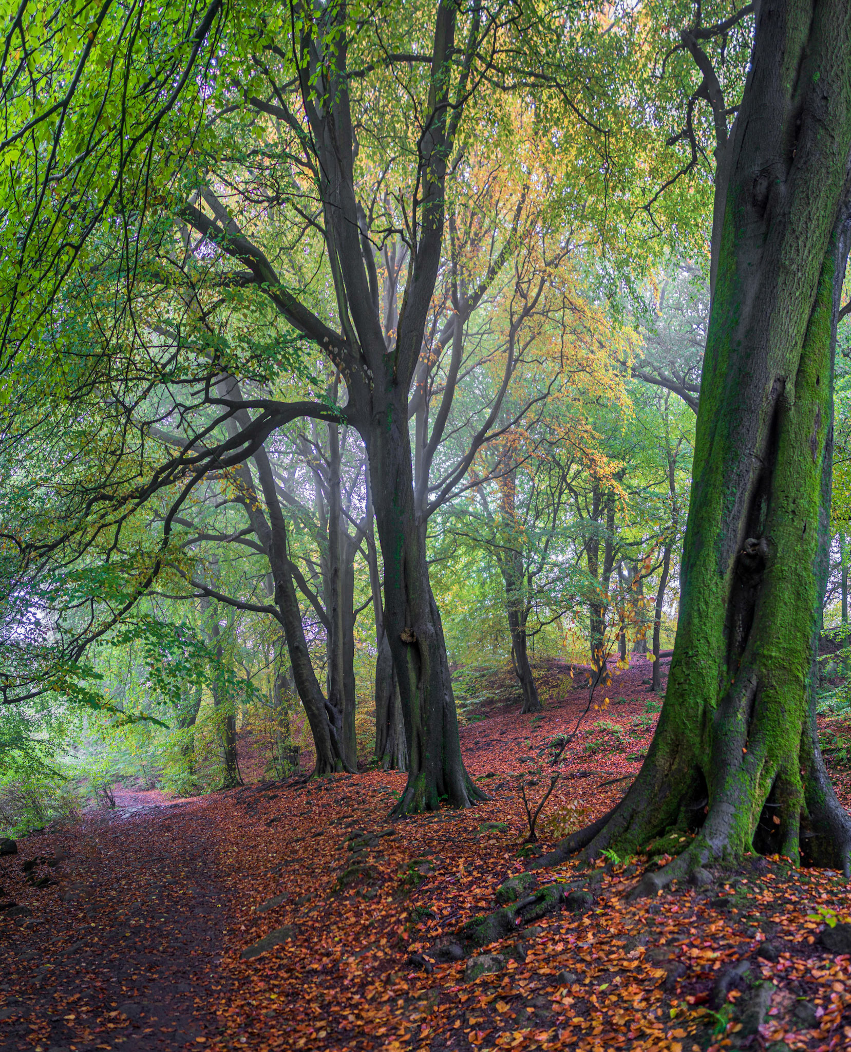 B001 - Autumn Chevin Trees