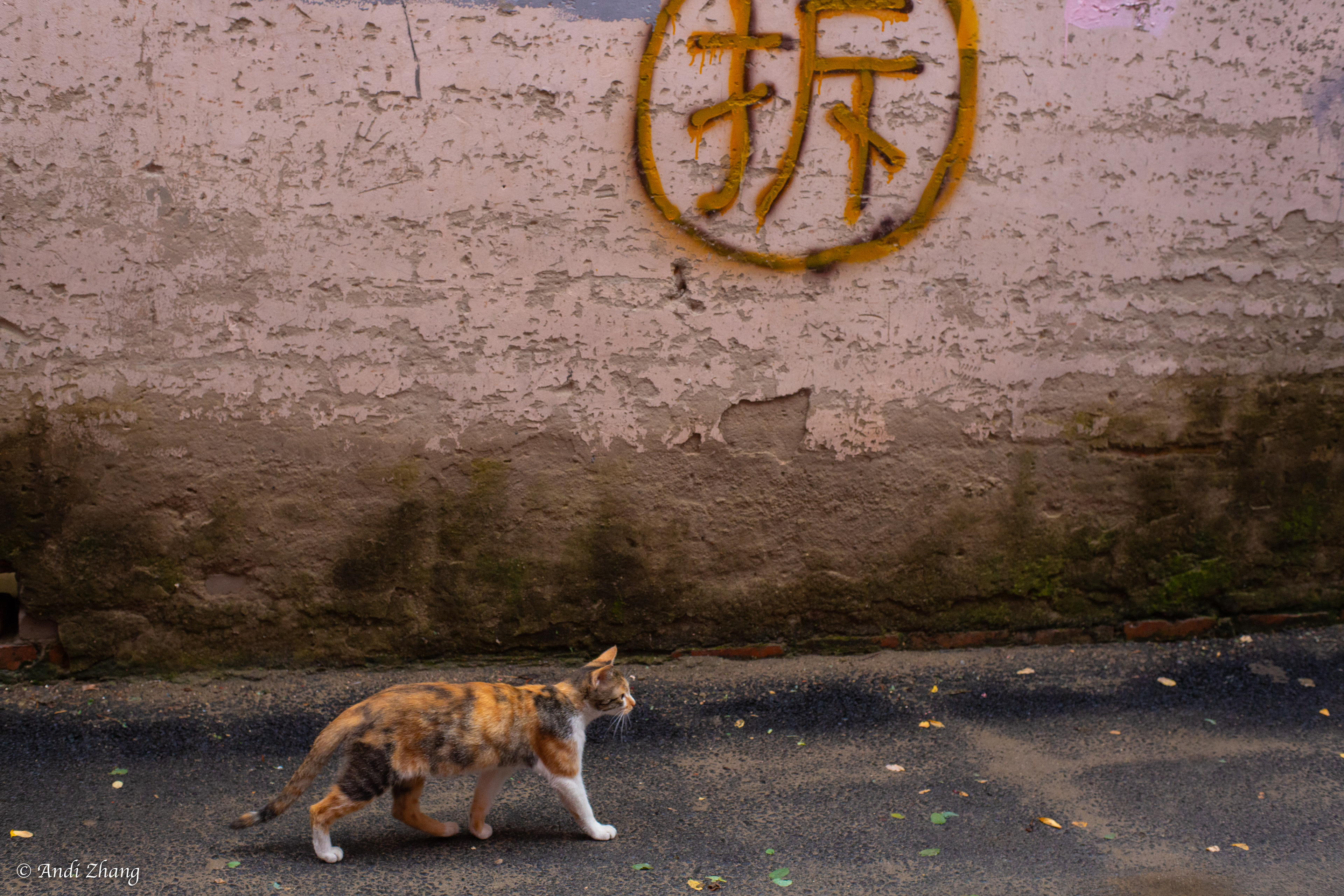 A cat is walking past the wall where a Chinese character means “tearing down” is written. That sign means the building is illegal to be built there. September 14, 2020.
