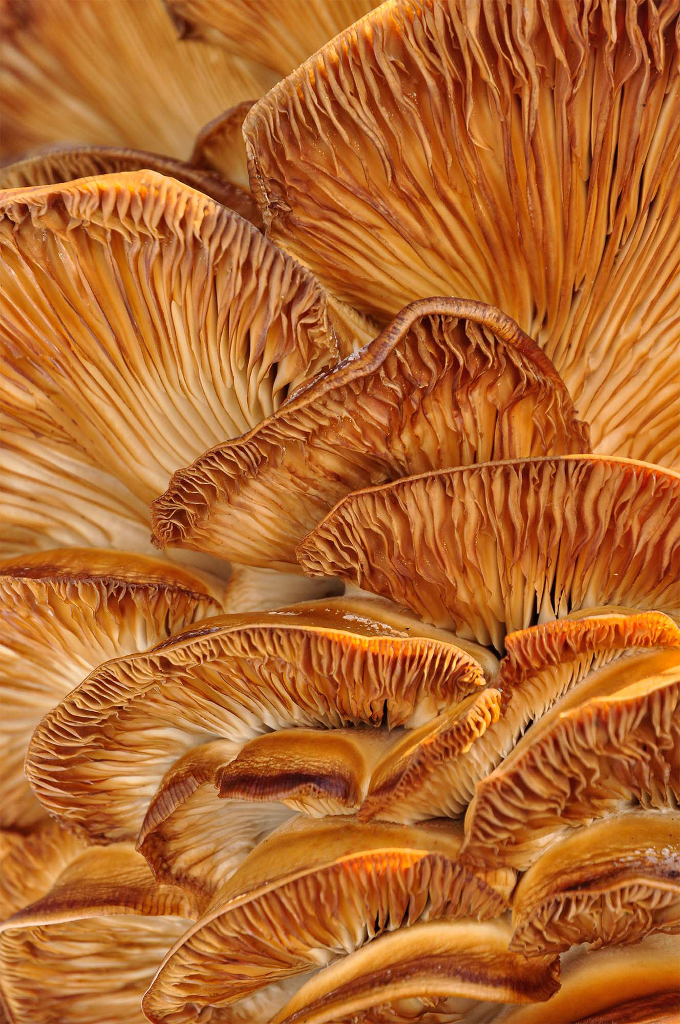 Formidable Fungi