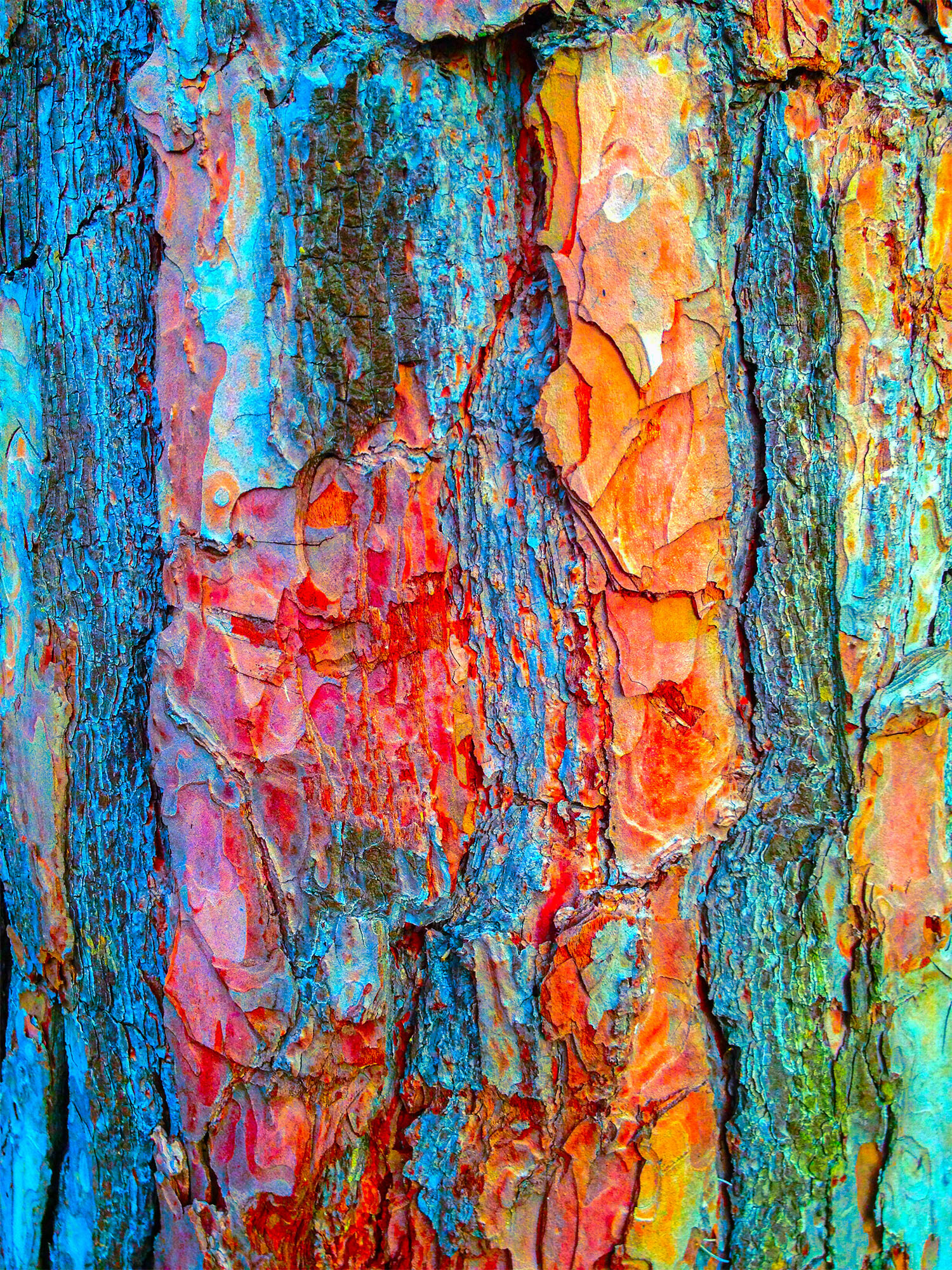 Nature’s True Colors