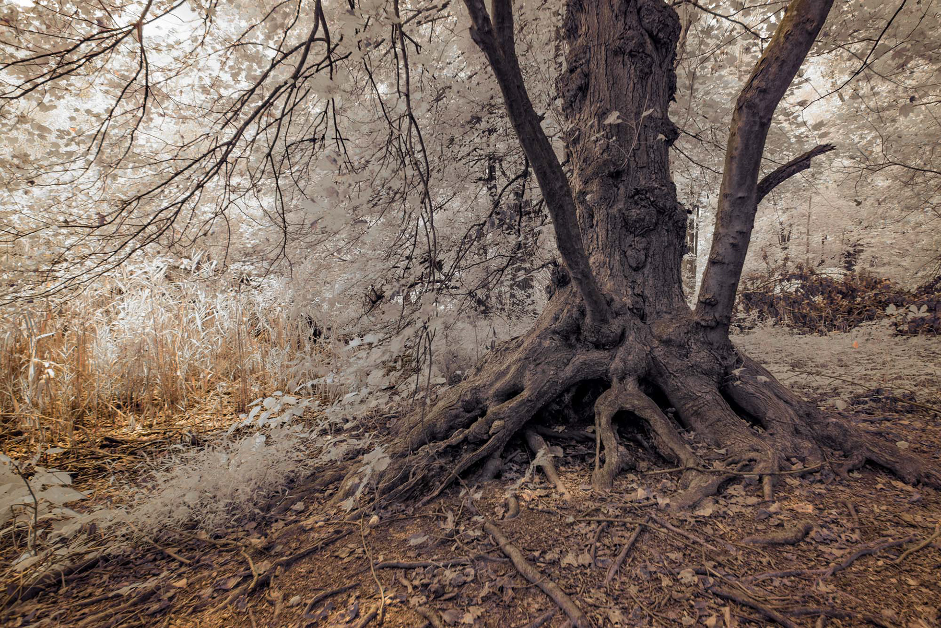 Rooted in Nature’s Spectrum