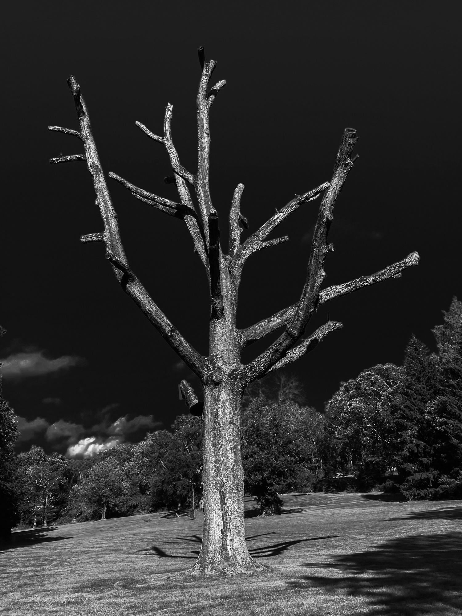 Old Short Hills Park