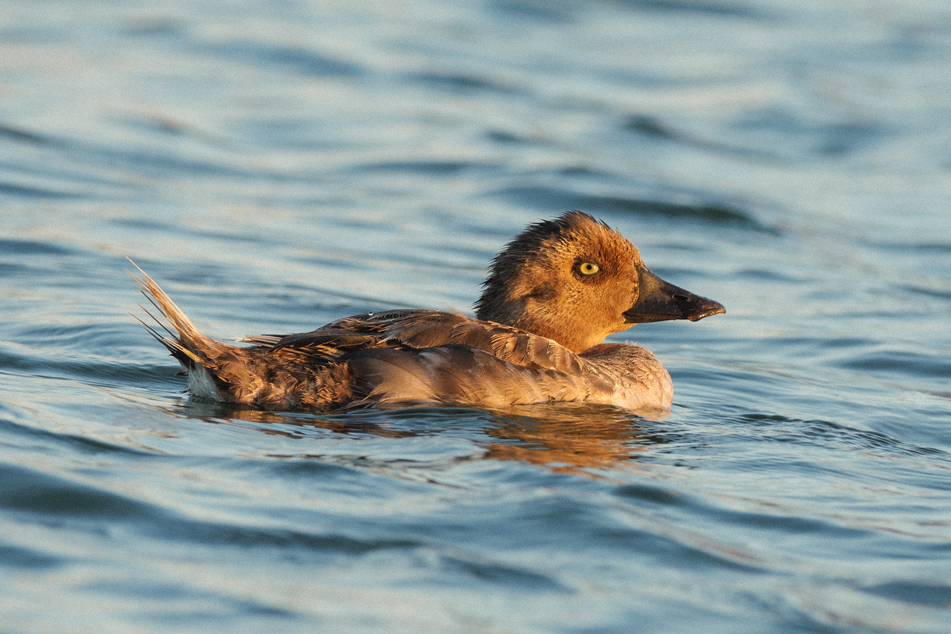 Canvasback  •  July 21, 2026
