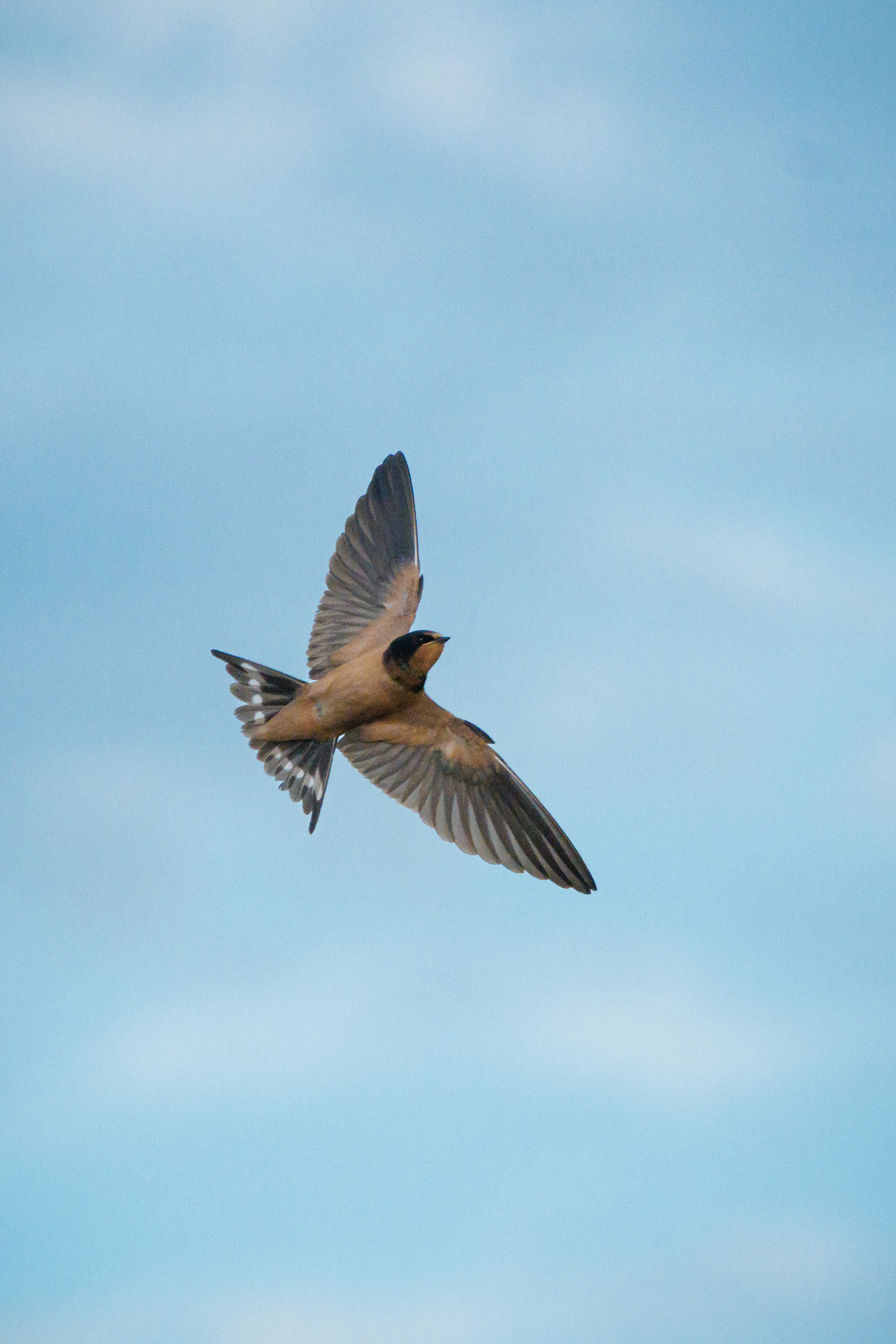 Barn Swallow  •  July 11, 2026