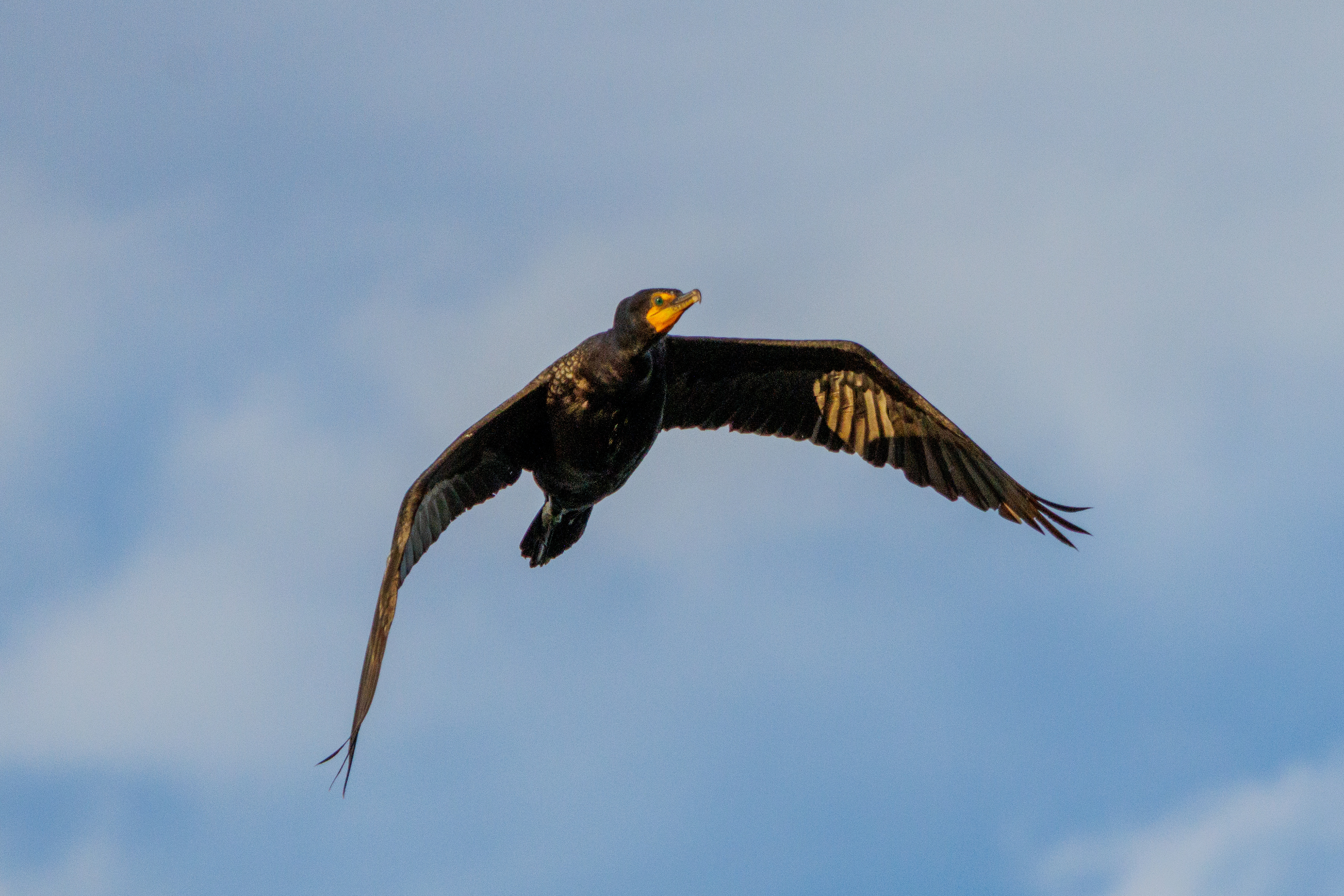 Cormorant  •  July 11, 2026