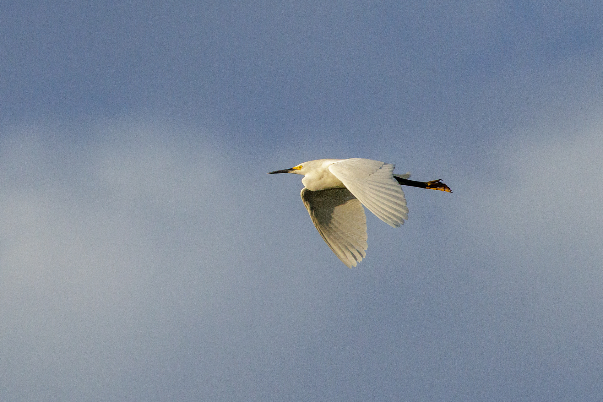 Great Egret  •  July 11, 2026