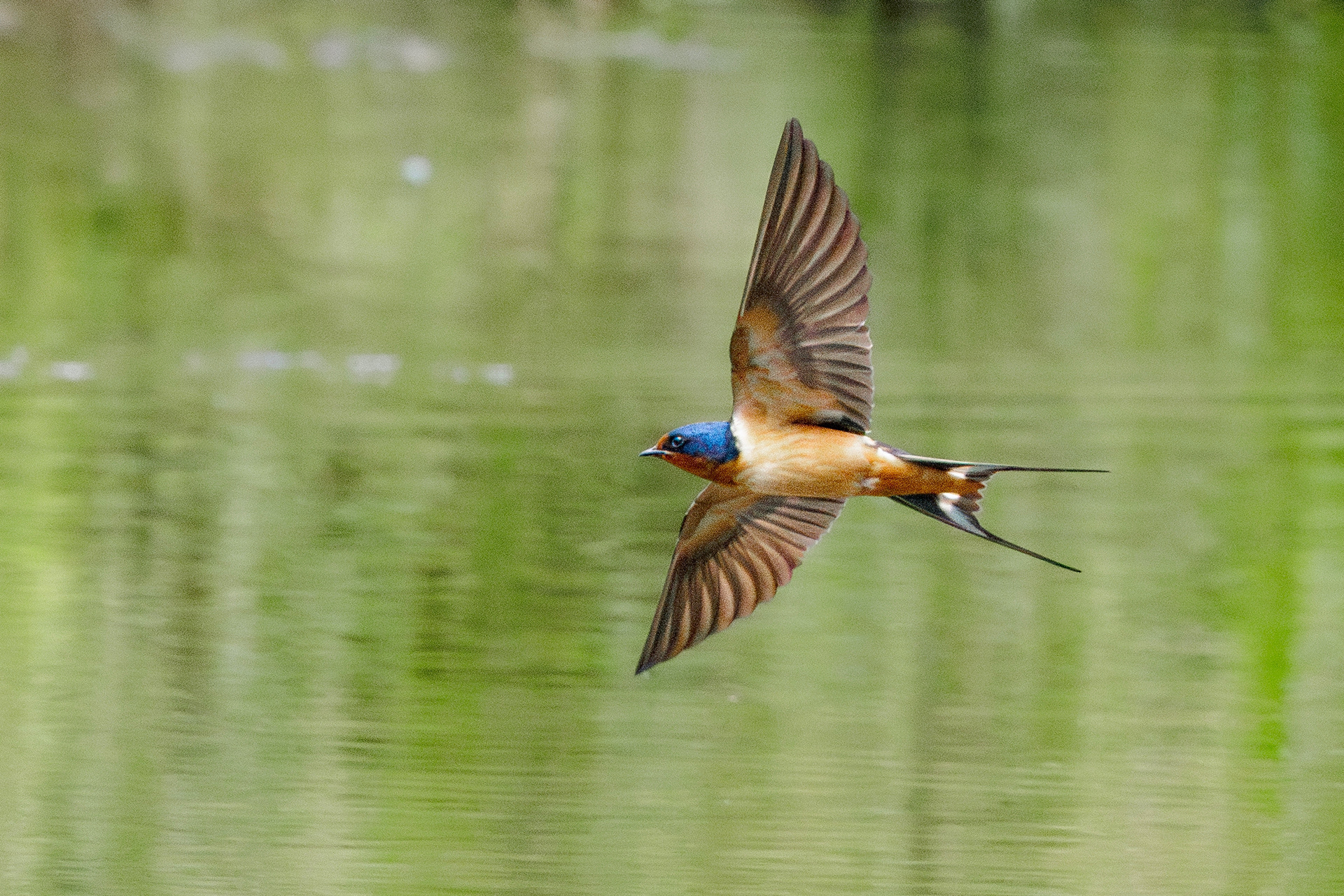 Barn Swallow  •  June 21, 2026