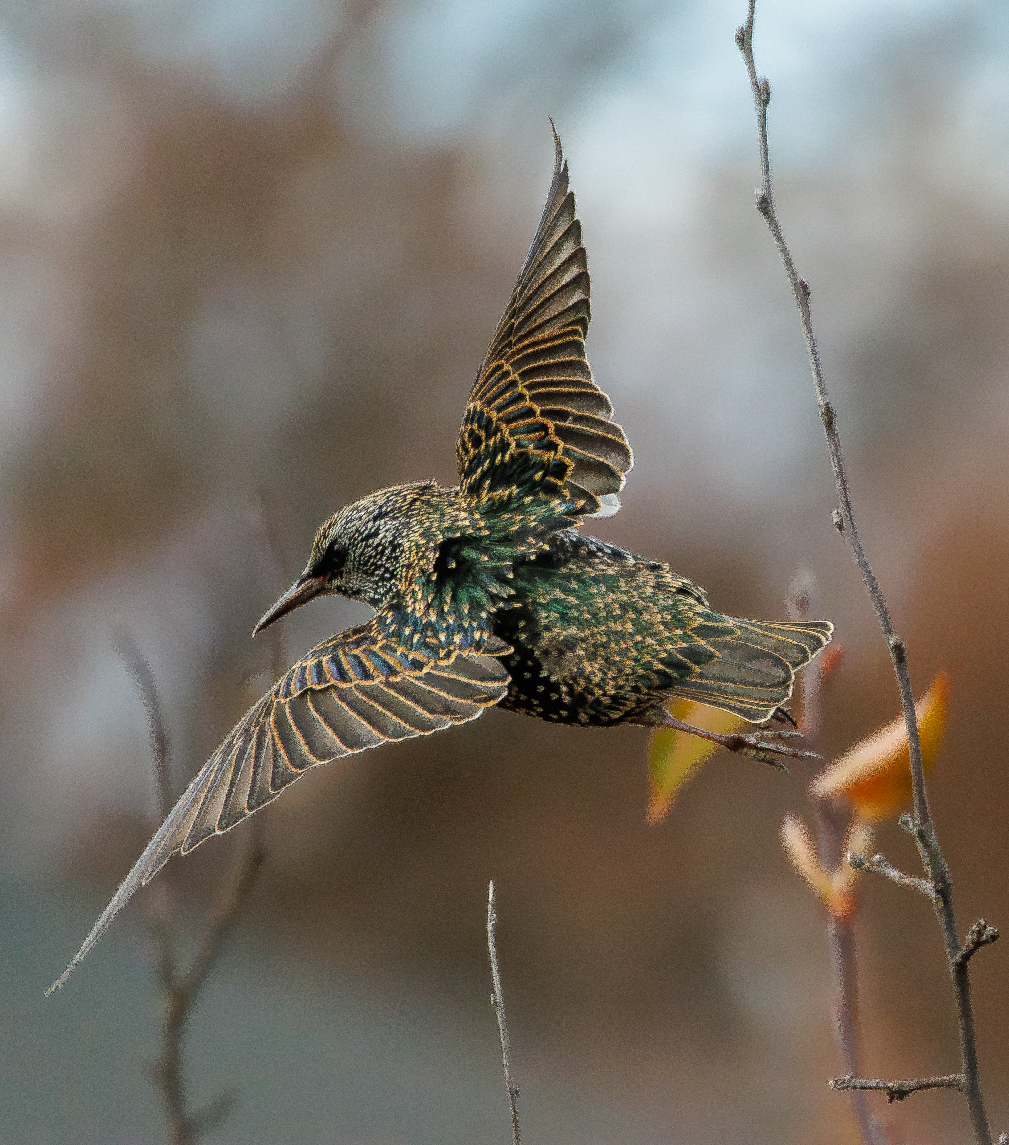 Starling in Winter Plummage  •  November 14, 2025