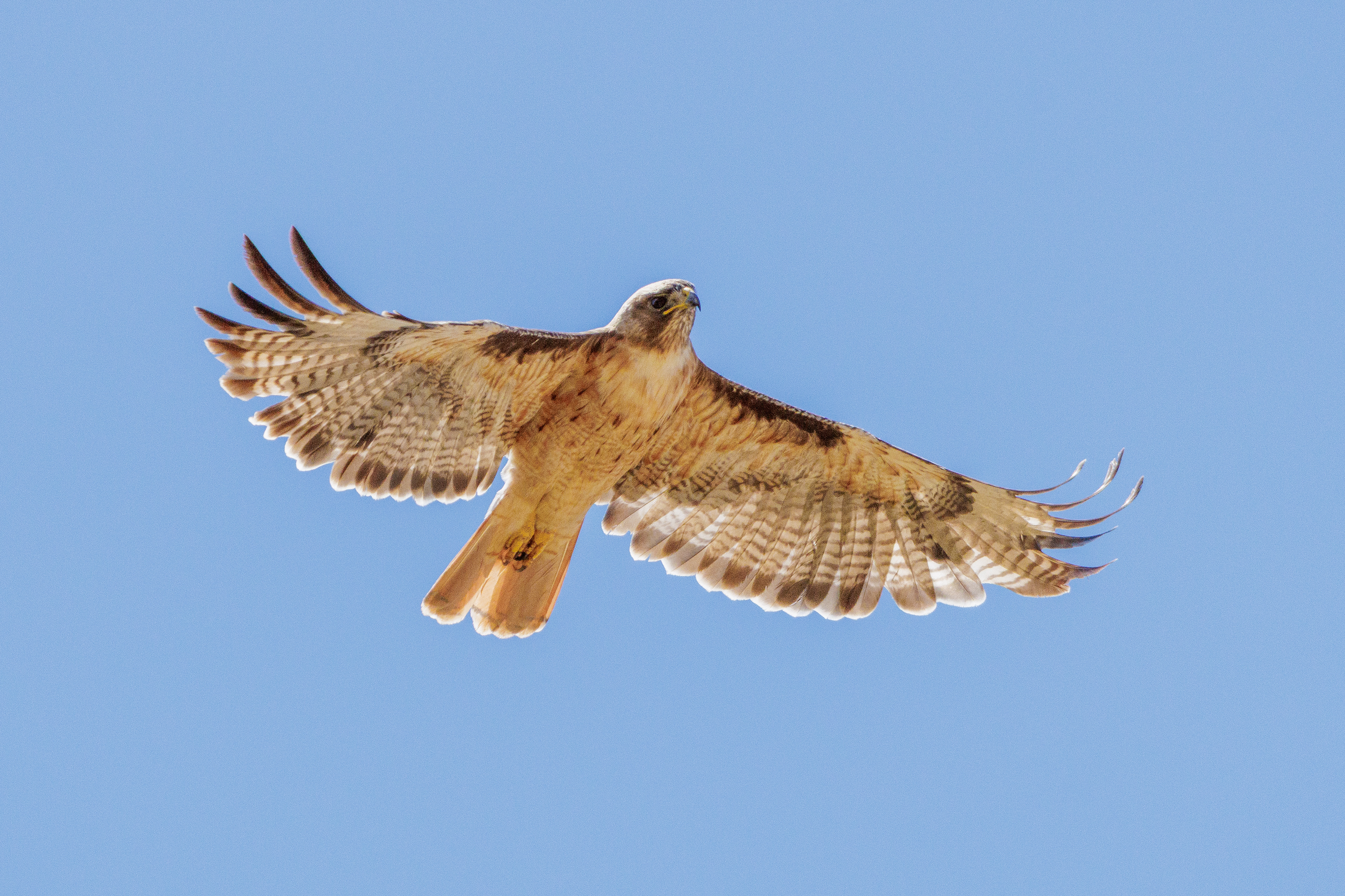 Red-tailed HawkPelican  •  July 21, 2026