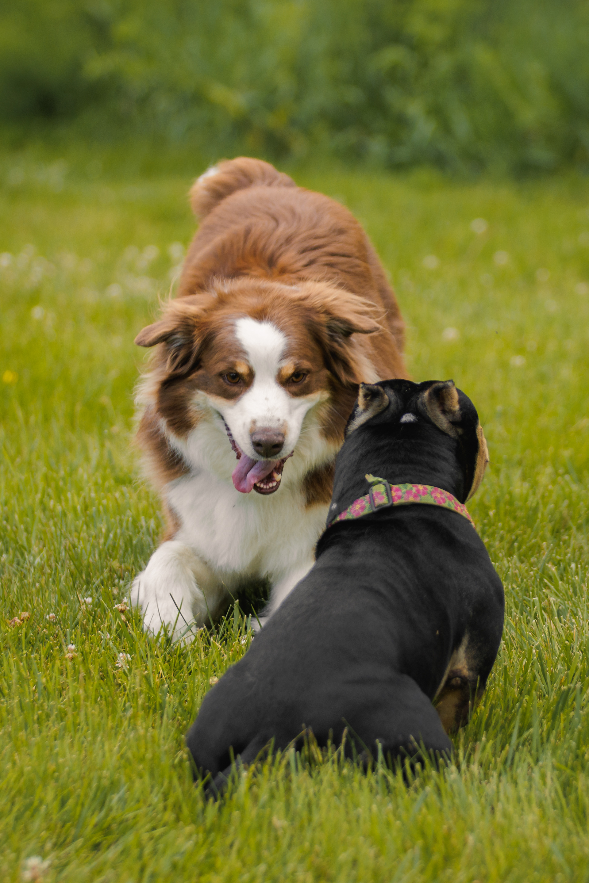 Mactavish & Buffy!  •  June 17, 2026