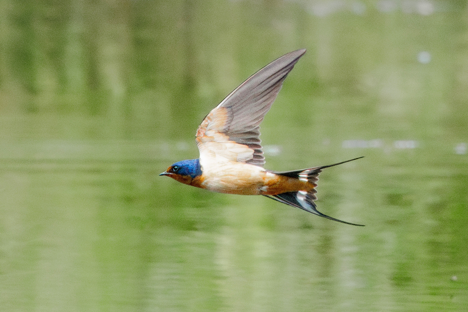 Barn Swallow  •  June 21, 2026