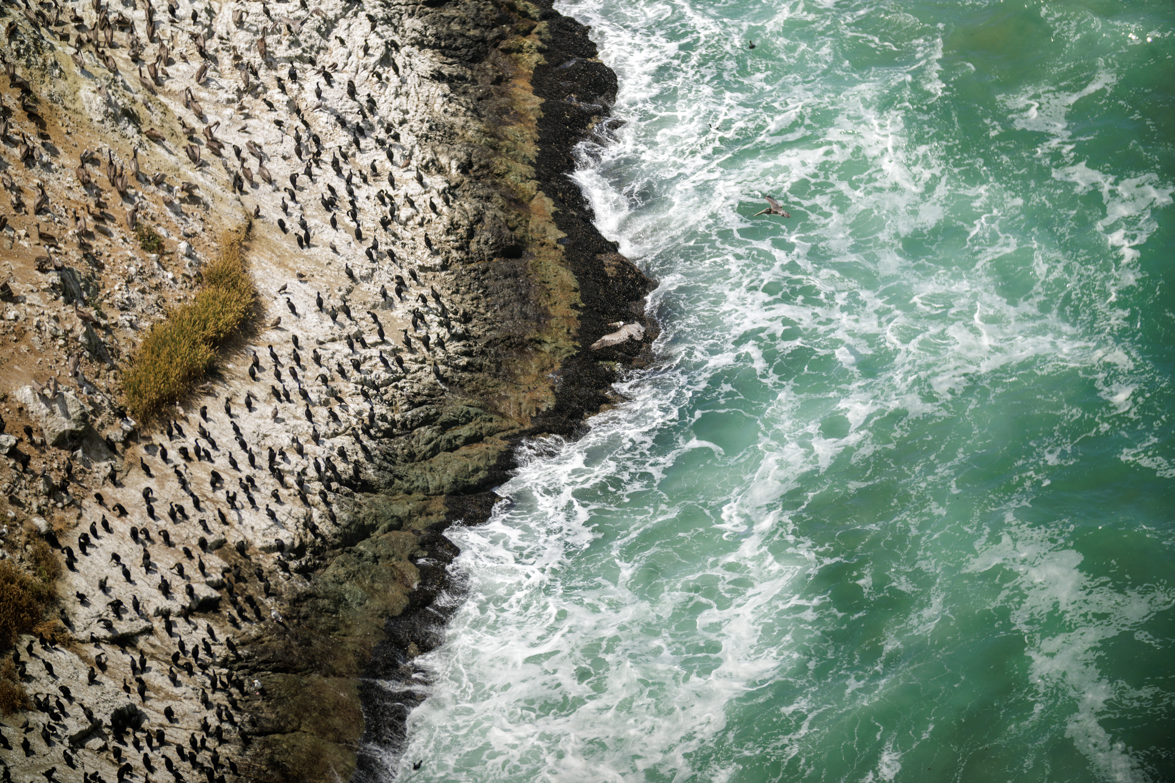 Murres, Pelicans, & Cormorants  •  July 16, 2026