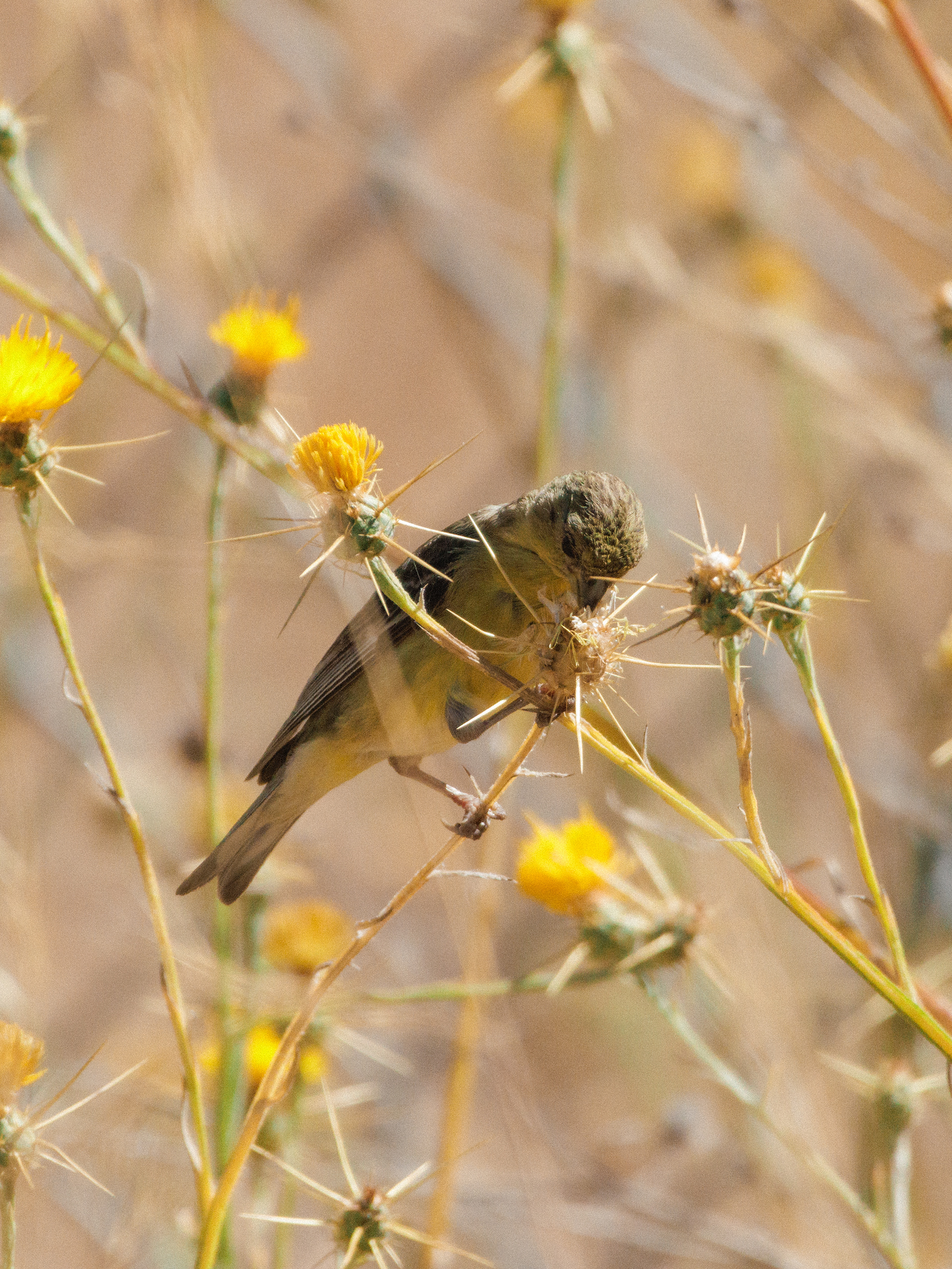 Lesser Goldfinch  •  July 16, 2026