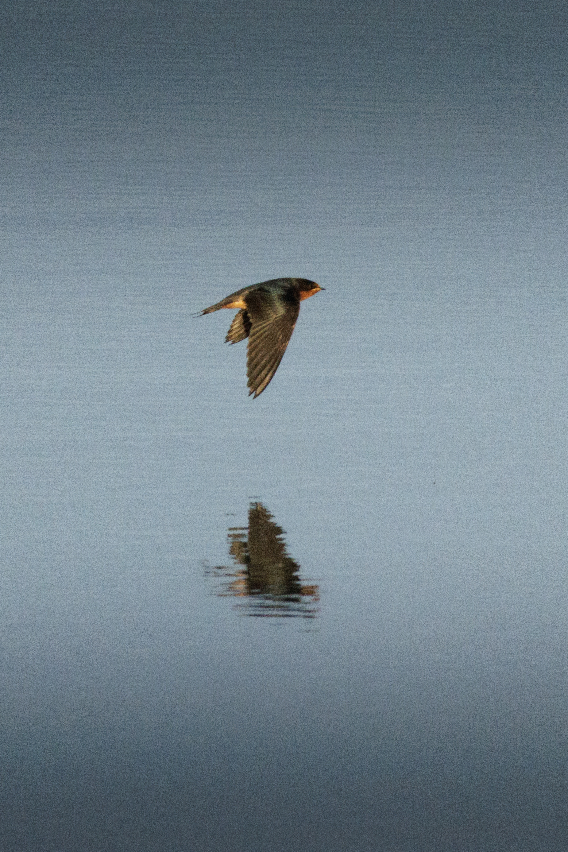 Barn Swallow  •  July 11, 2026