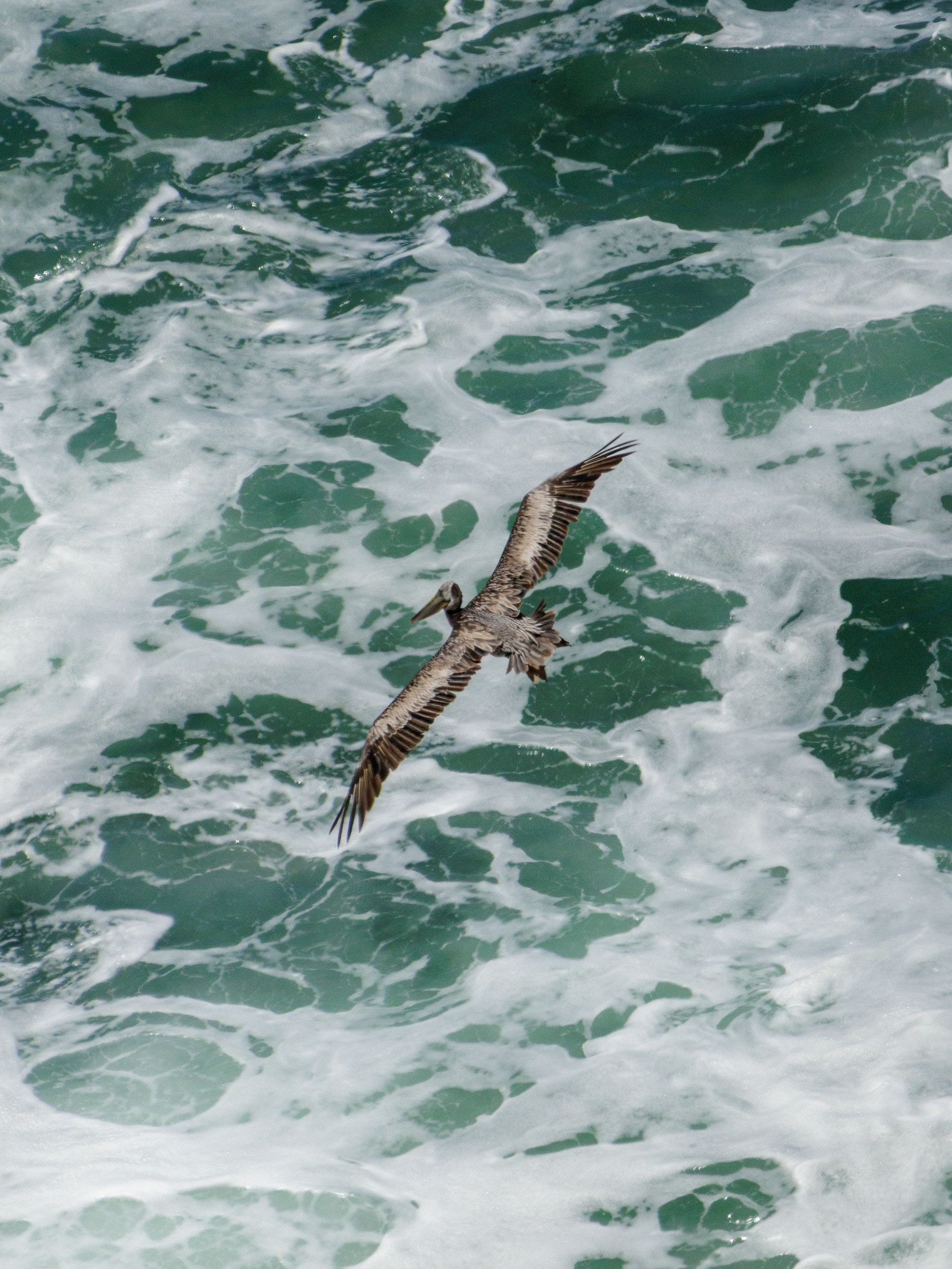 Pelican  •  July 16, 2026