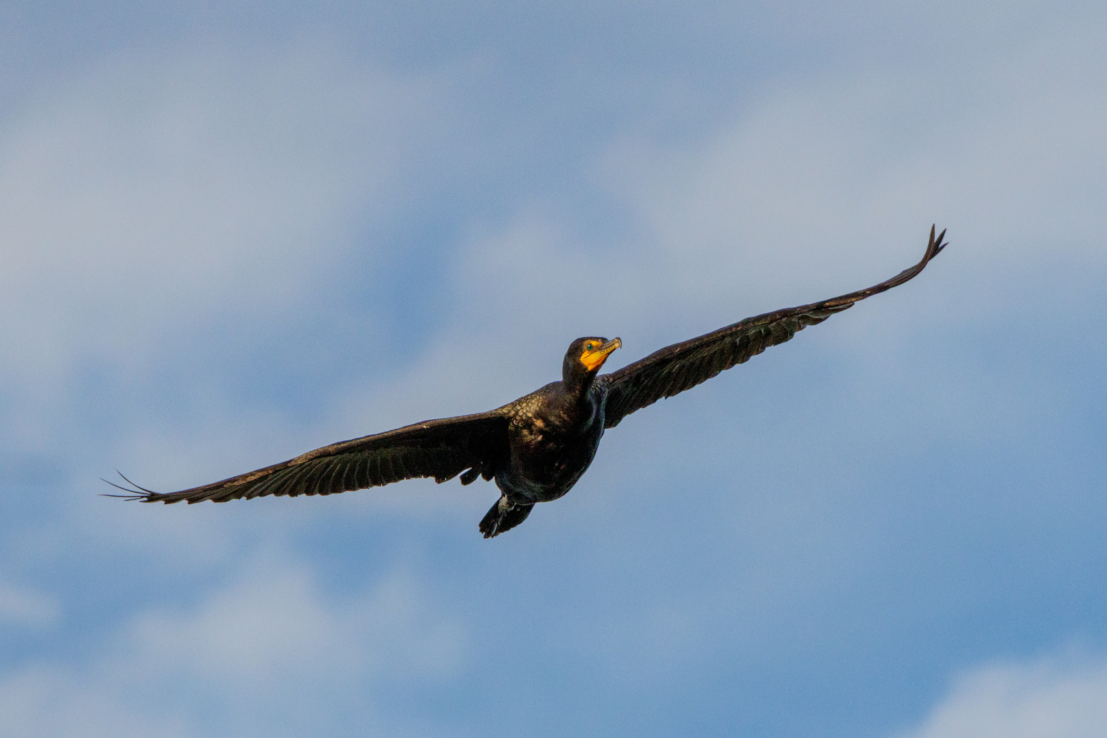 Cormorant  •  July 11, 2026