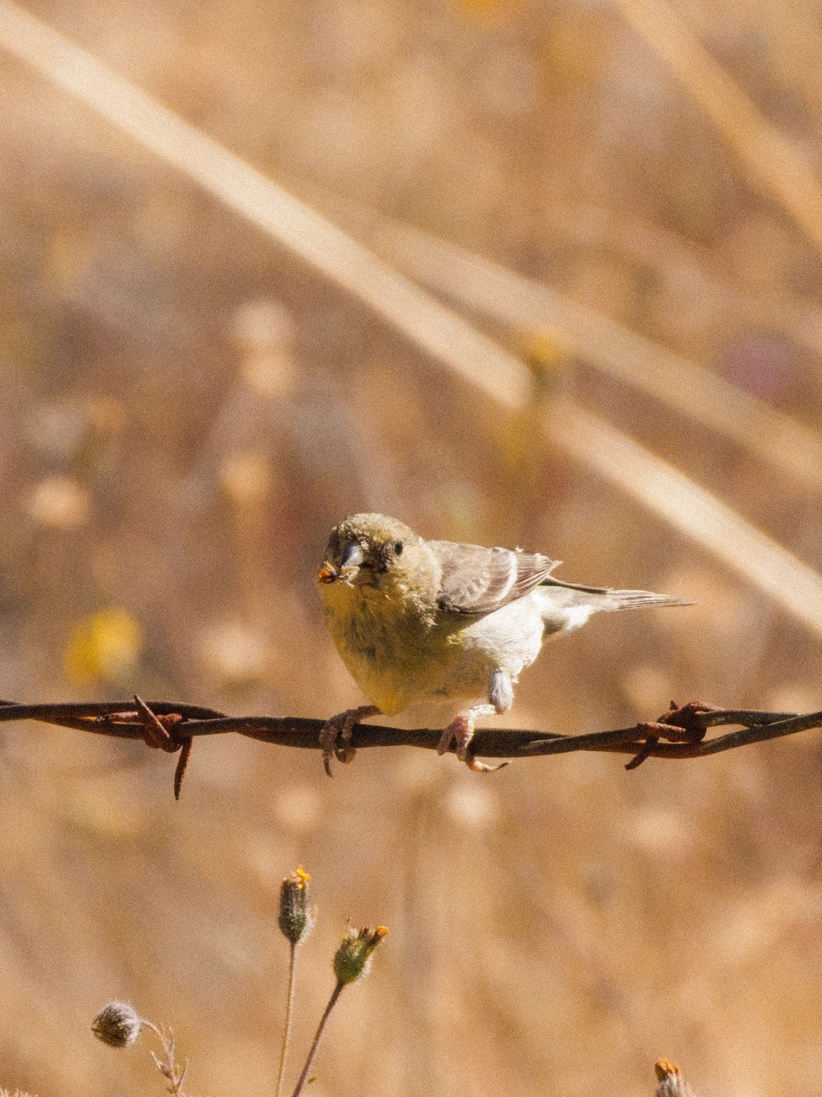 Lesser Goldfinch  •  July 16, 2026