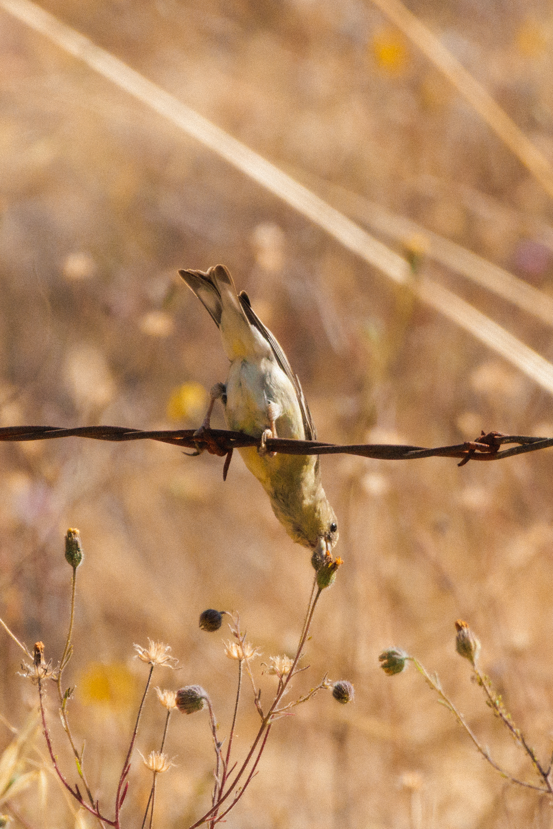Lesser Goldfinch  •  July 16, 2026