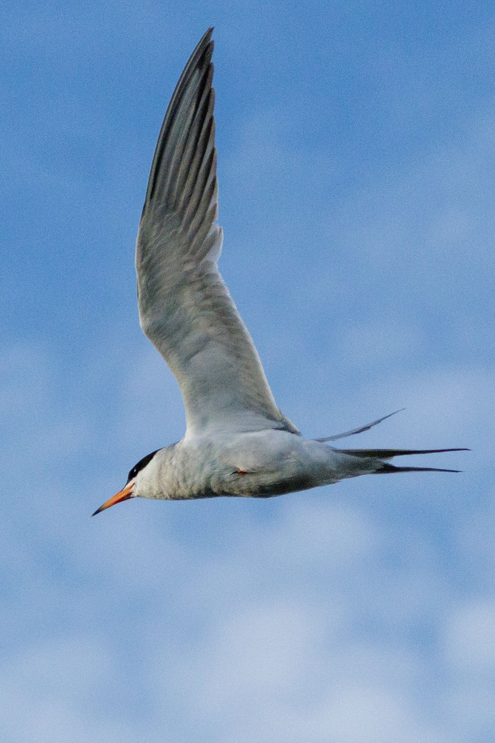 Common Tern  •  July 11, 2026