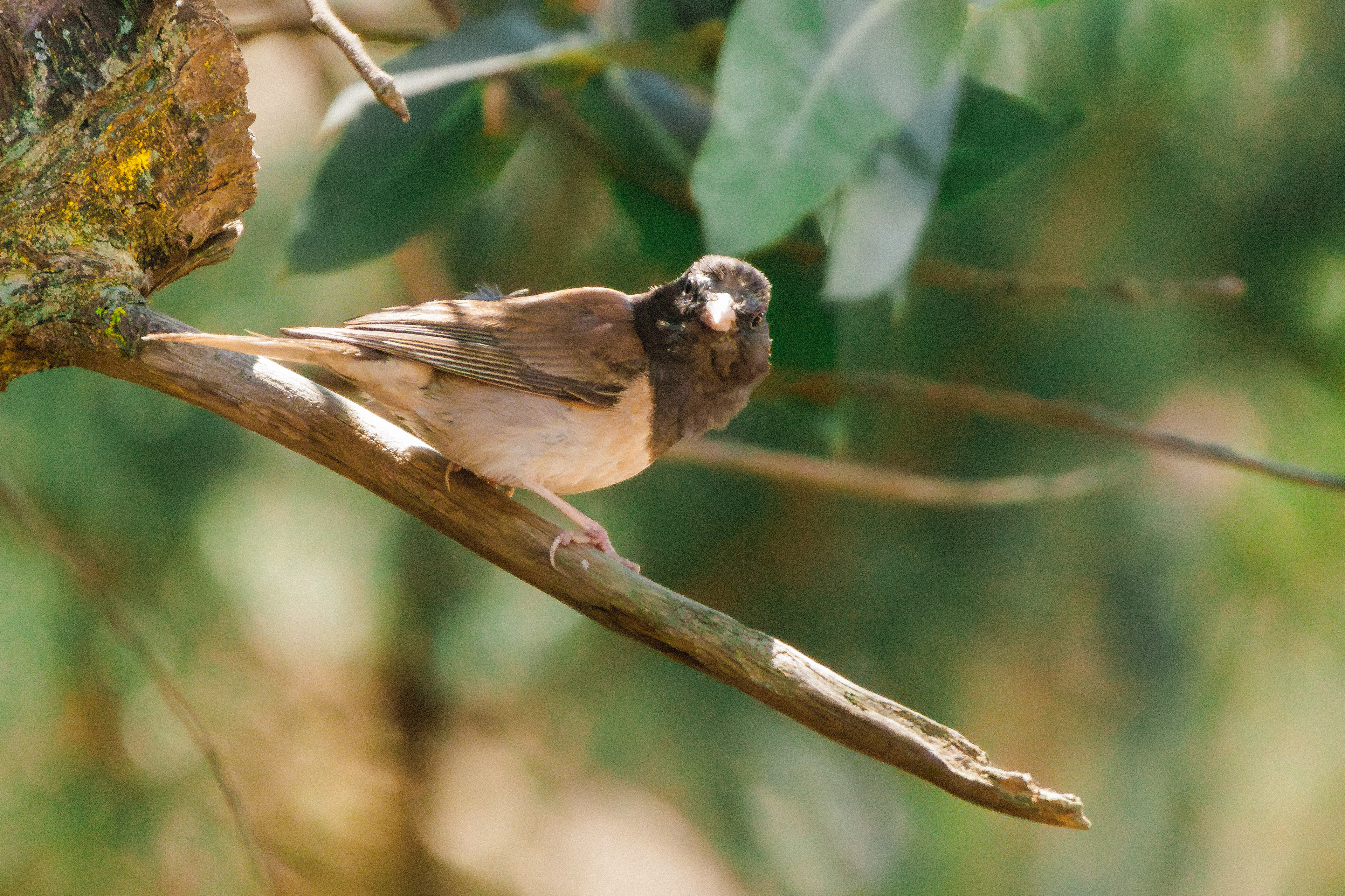 Dark-eyed Junco (Oregon)  •  July 21, 2026