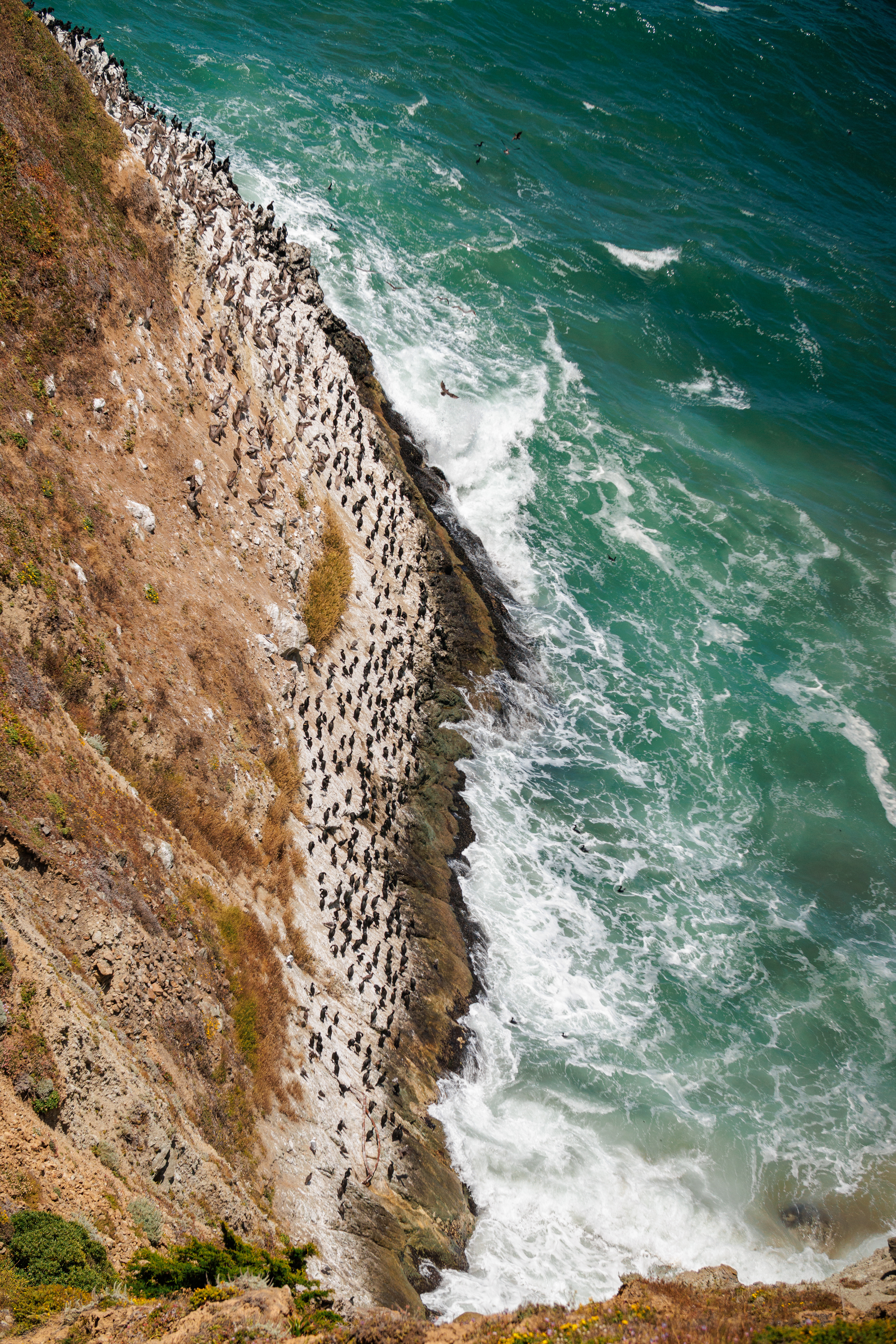 Murres, Pelicans, & Cormorants  •  July 16, 2026