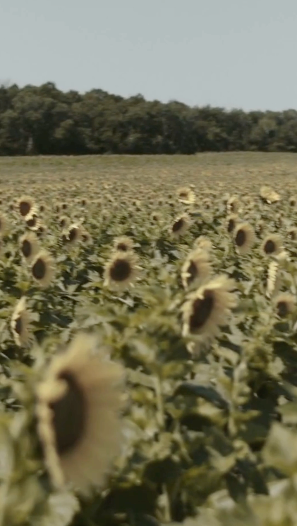 Video Still of Francisco Sánchez