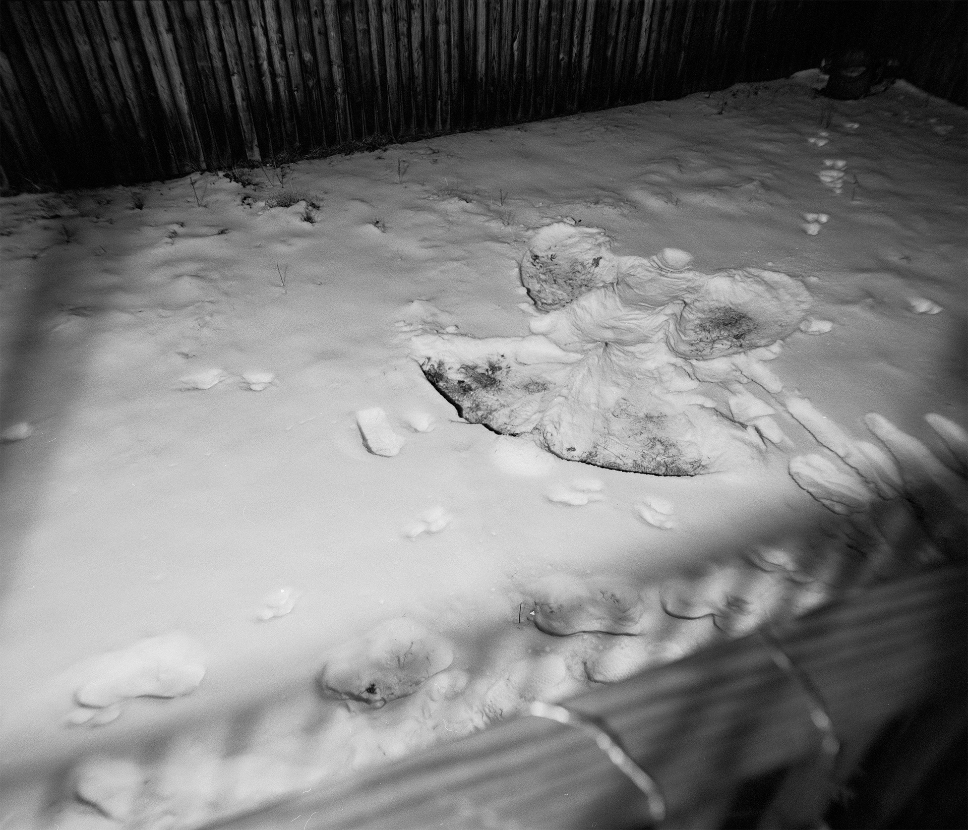 Angel in my Backyard, 2025