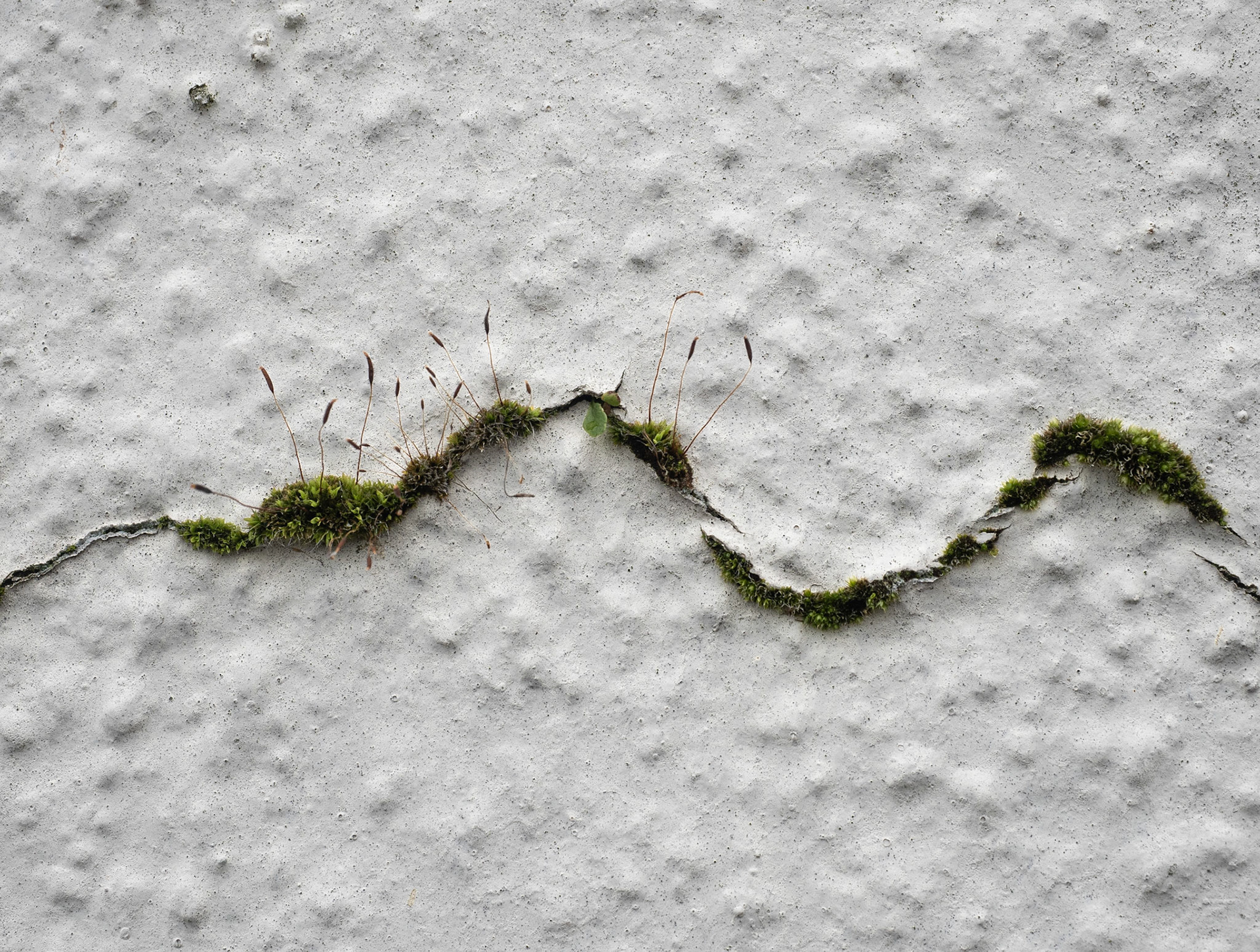 Growth, Crack, Wigtown